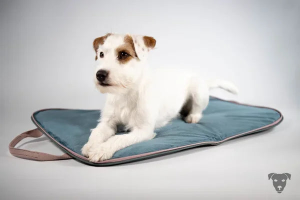 hunde-reisebett-in-aqua-green,die-liegefläche-ist-ein-cord-in-auqua-green-gehalten, auf-dem-hunde-reisebett-welches-handgefertigt-ist-liegt-ein-parson-russell-terrier.sie-heißt-bourbon-vanille-of-green-spirits
