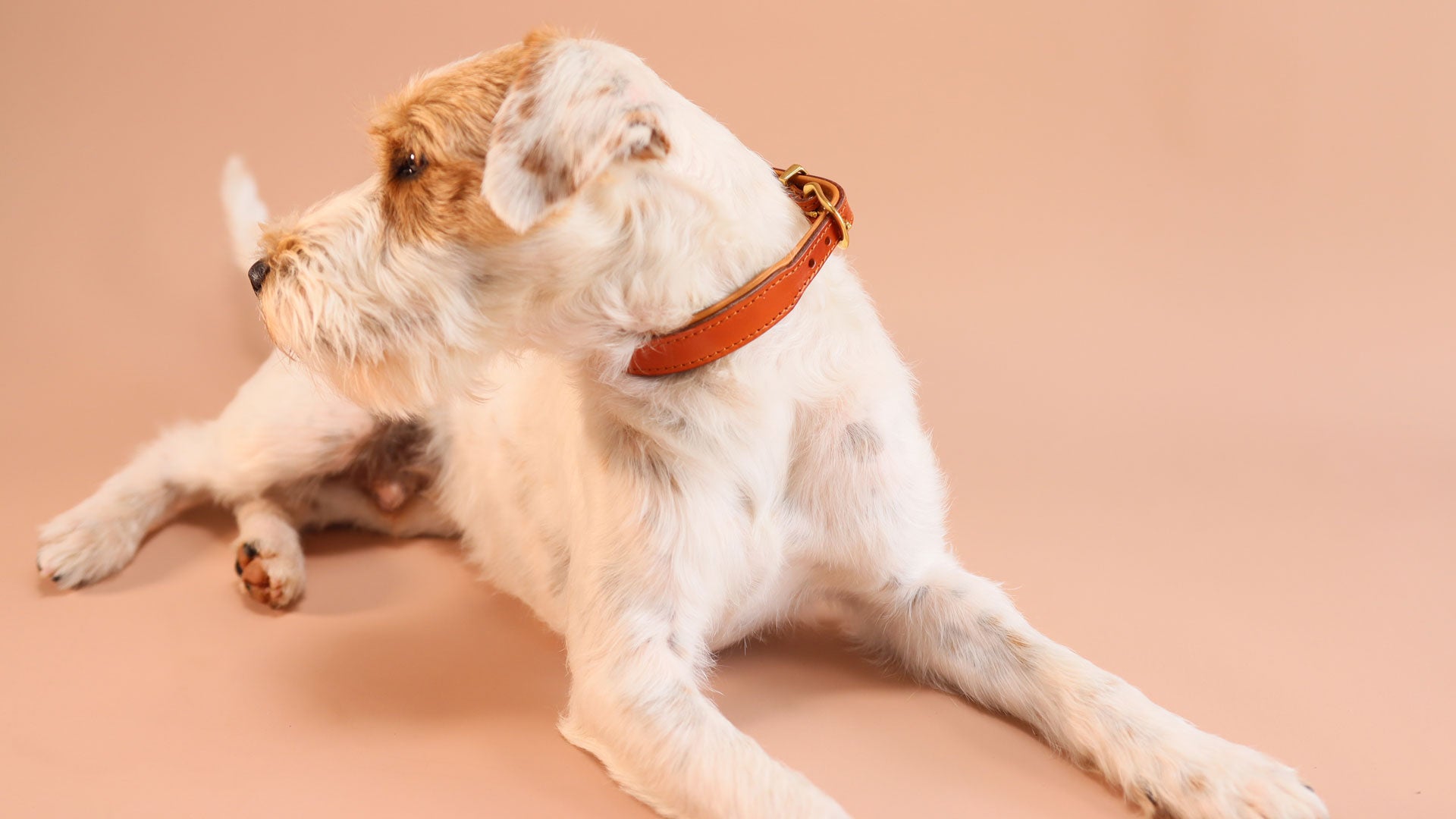 Seitenprofil eines Hundes mit handgefertigtem cognacfarbenem Halsband