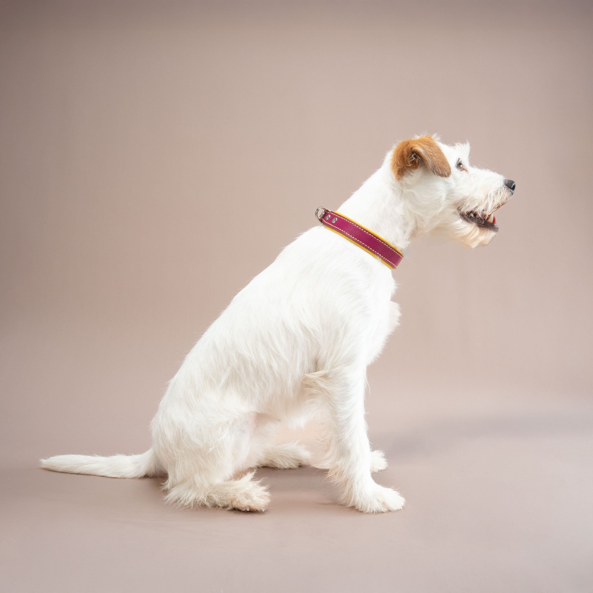 Nahaufnahme eines weißen Terriers mit farbenfrohem Lederhalsband Magenta-Gelb