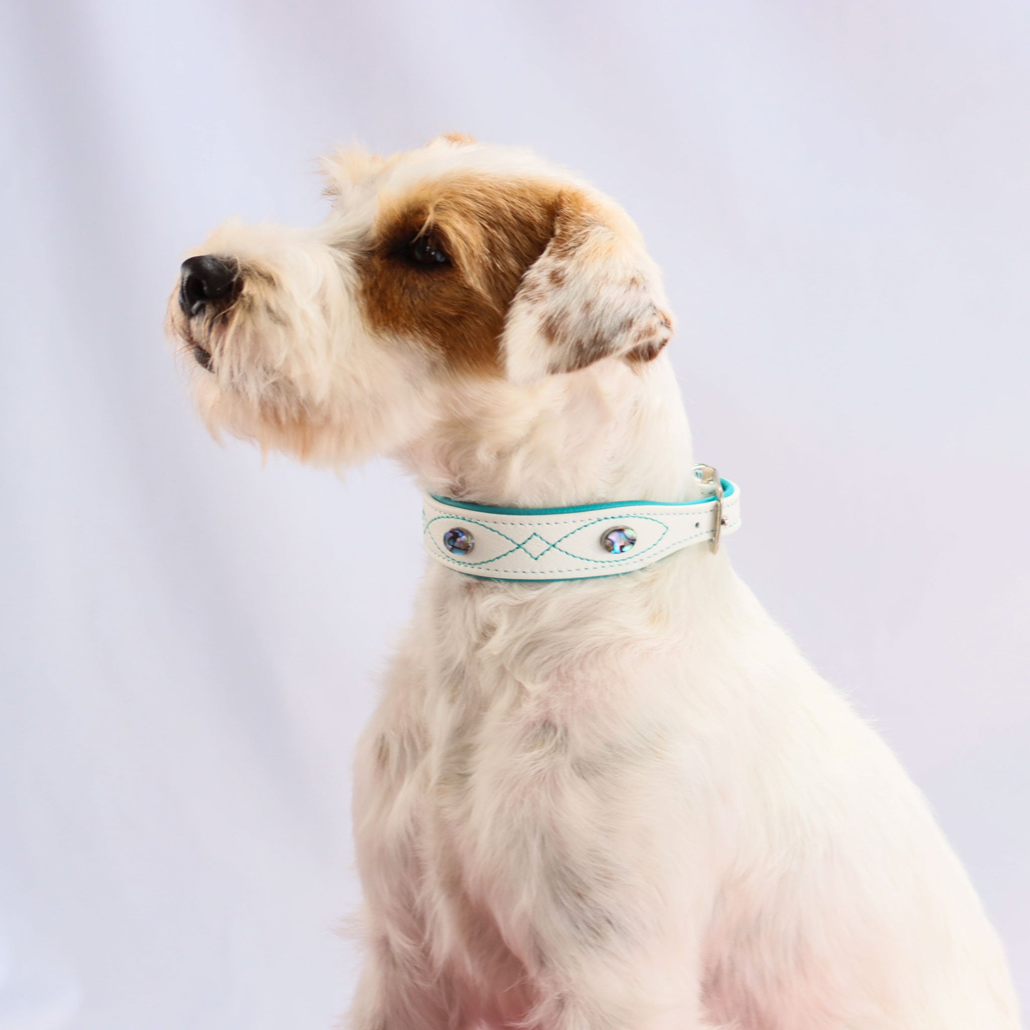 weiß-brauner Hund trägt das Gunslinger Halsband mit Abalonen