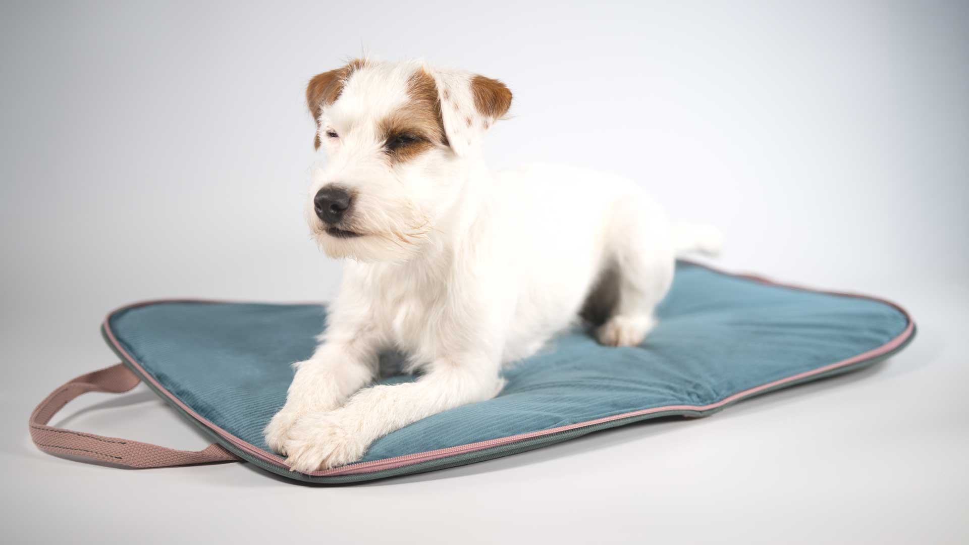 Jack Russell Terrier auf dem Hundereisebett Dog Bed To Go AquaGreen mit petrolfarbener Liegefläche