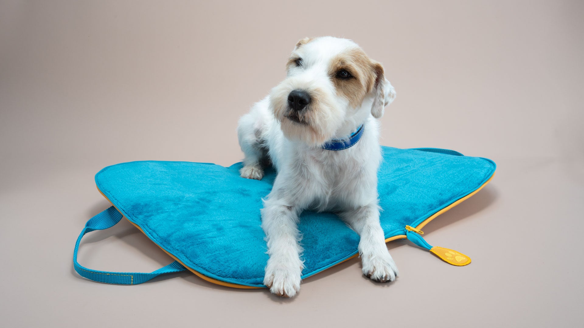 Parson Russell Terrier liegt frontal auf dem Hundereisebett in Sonnengelb und Türkis