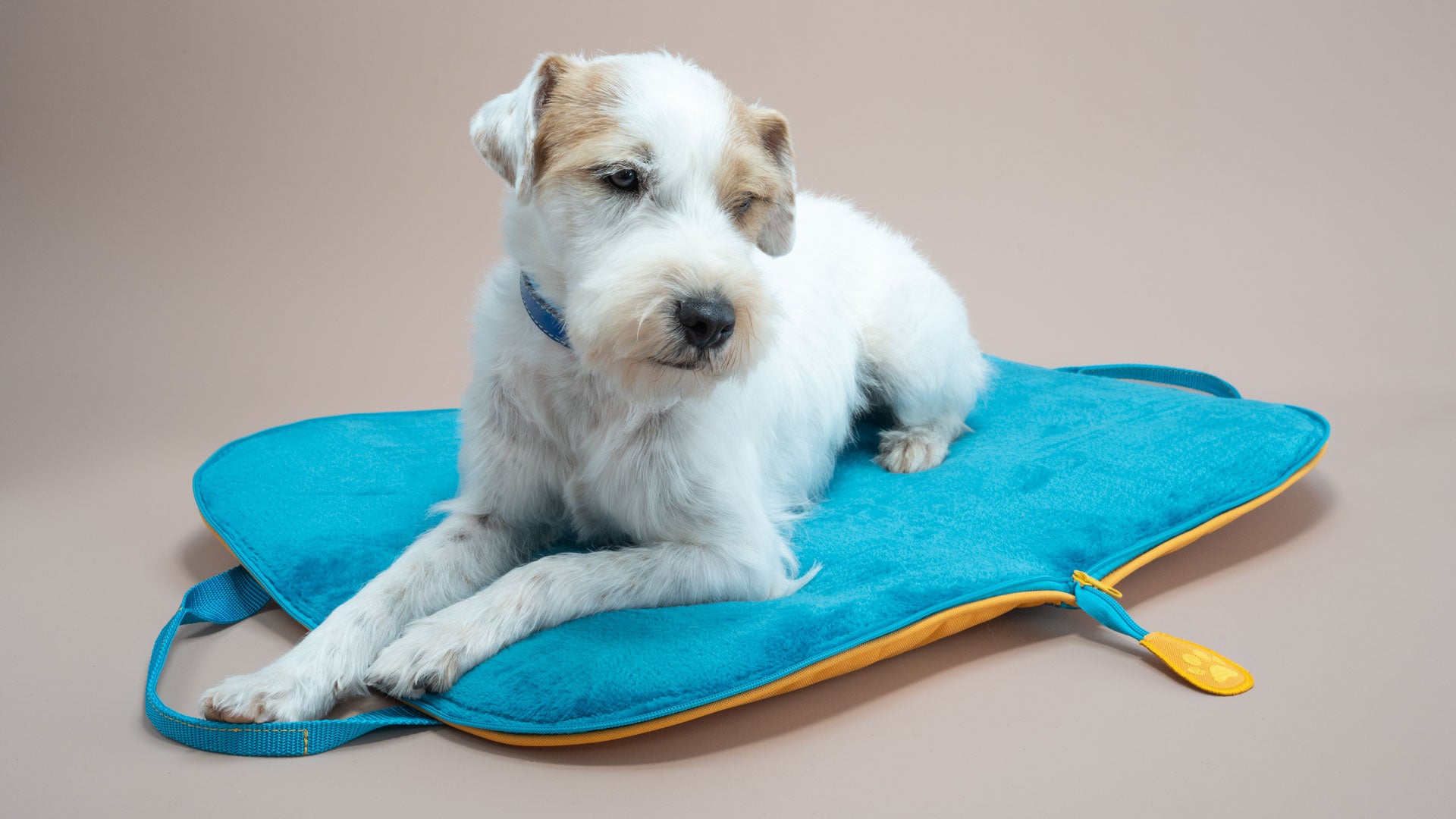 Parson Russell Terrier liegt auf dem geöffneten Hundereisebett Dog Bed to Go in Türkis und Sonnengelb