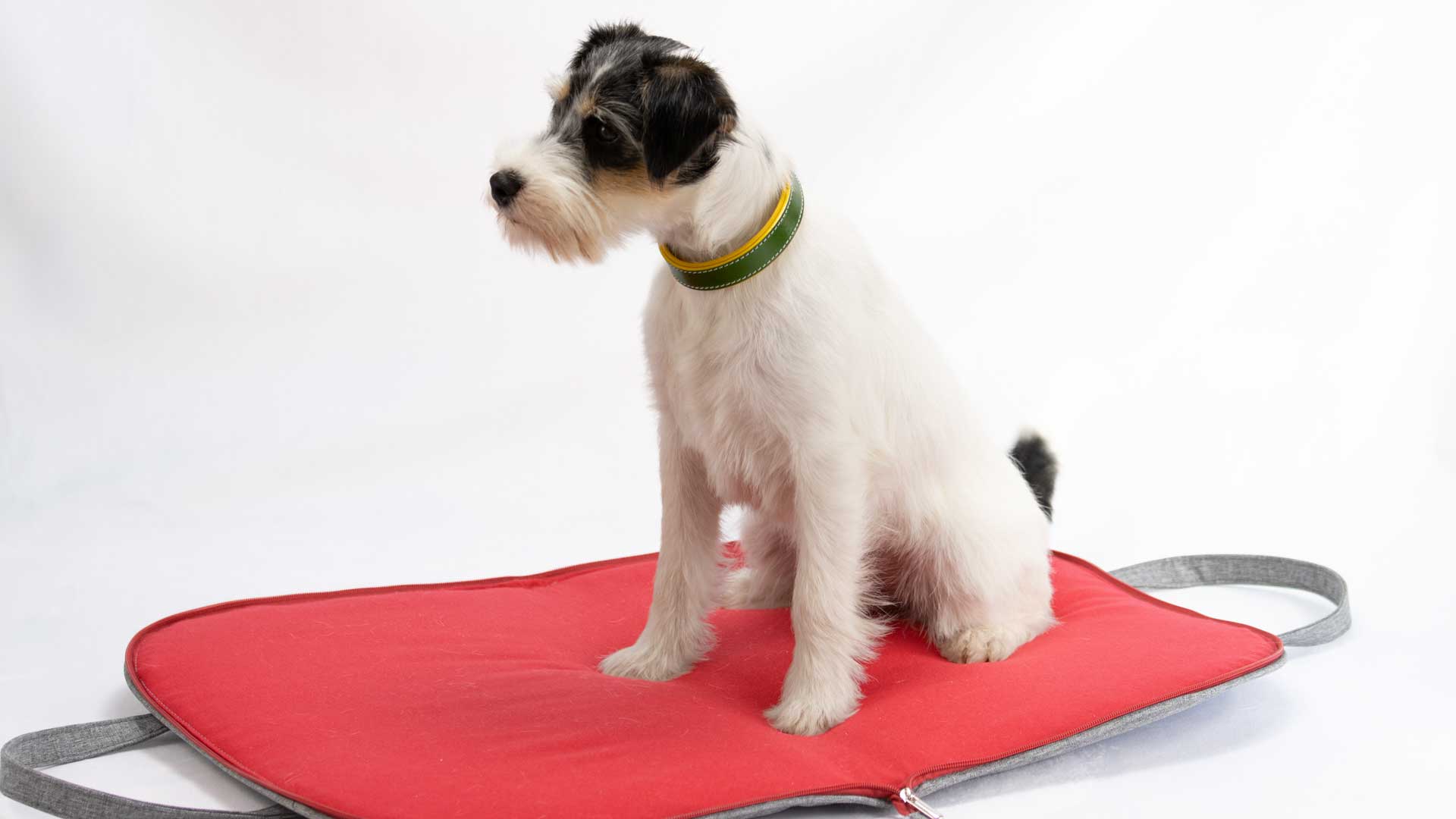 Parson Russell Terrier sitzt auf dem geöffneten Hundereisebett mit roter Loden-Liegefläche