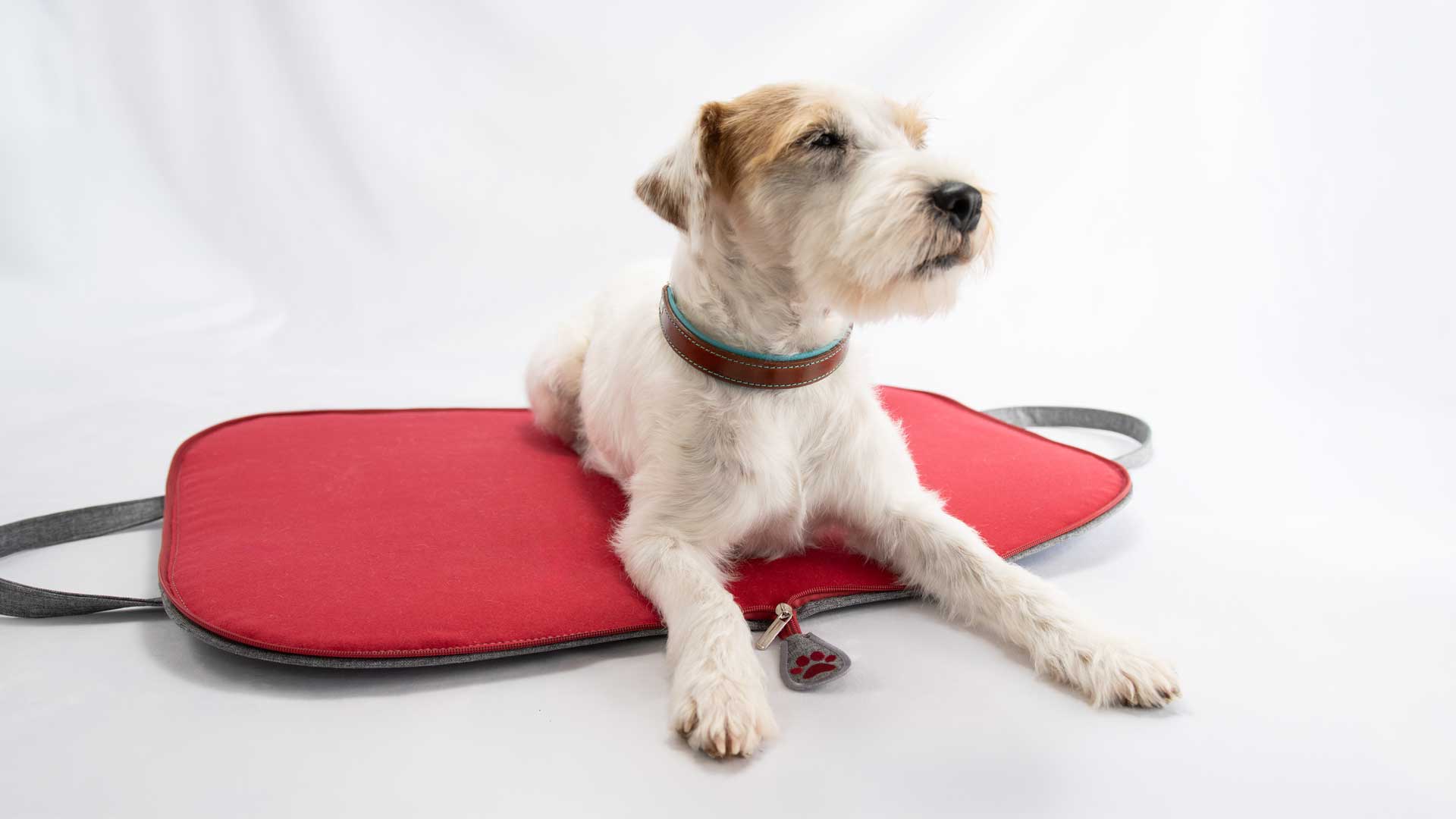 Parson Russell Terrier liegt auf dem geöffneten Hundereisebett in Grau meliert und Rot