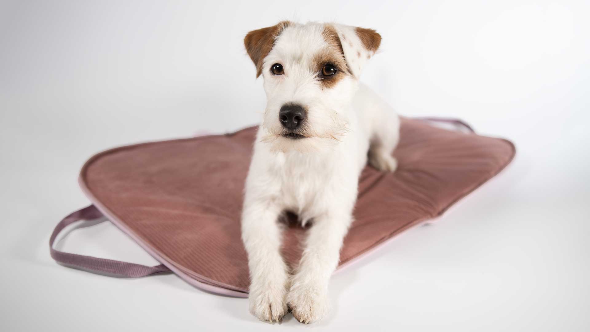 Frontal blickender Parson Russell Terrier auf dem mobilen Hundereisebett in Altrosa