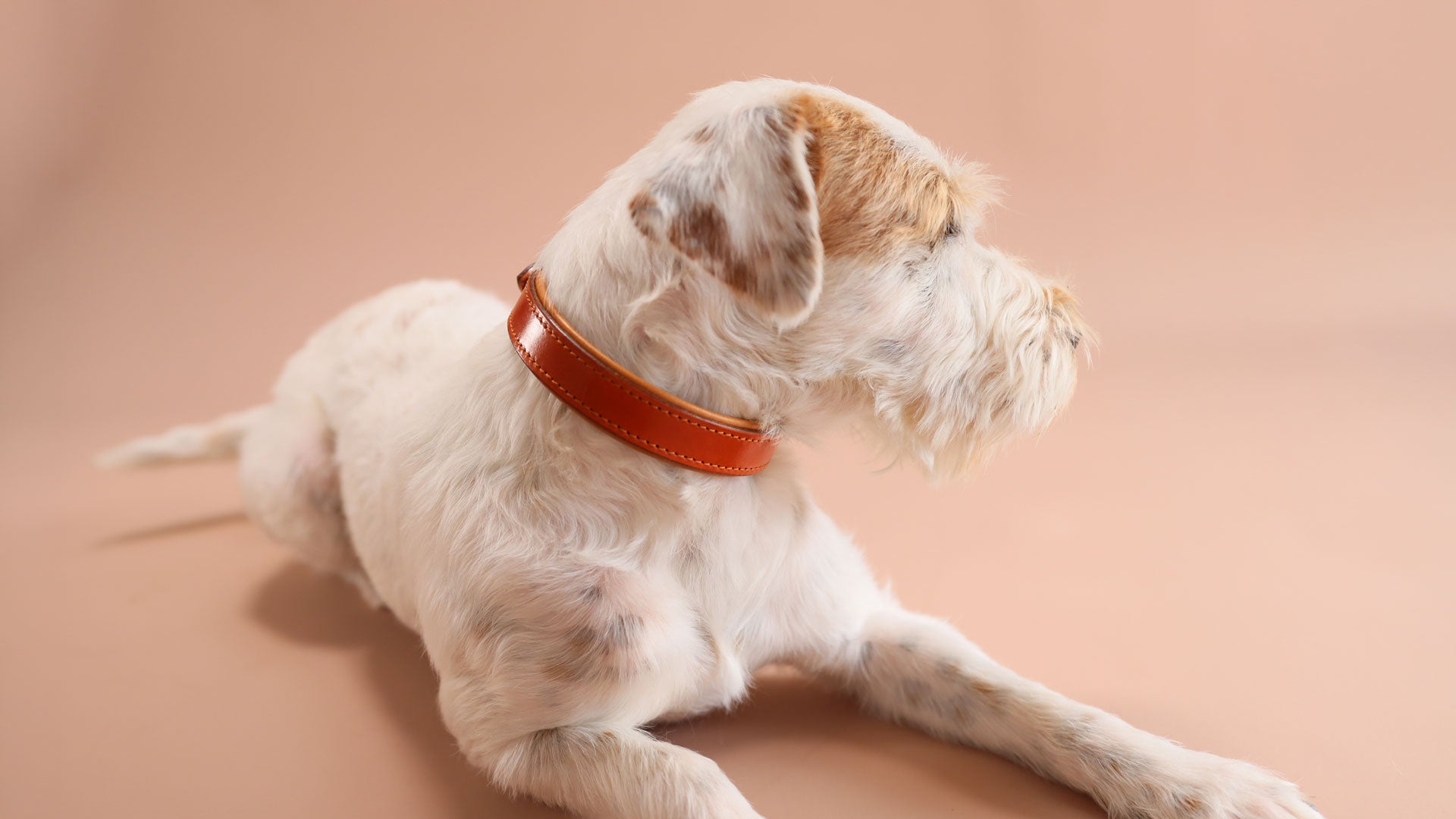 Weißer Hund trägt das 25mm breite Lederhalsband Cognac & Cognac