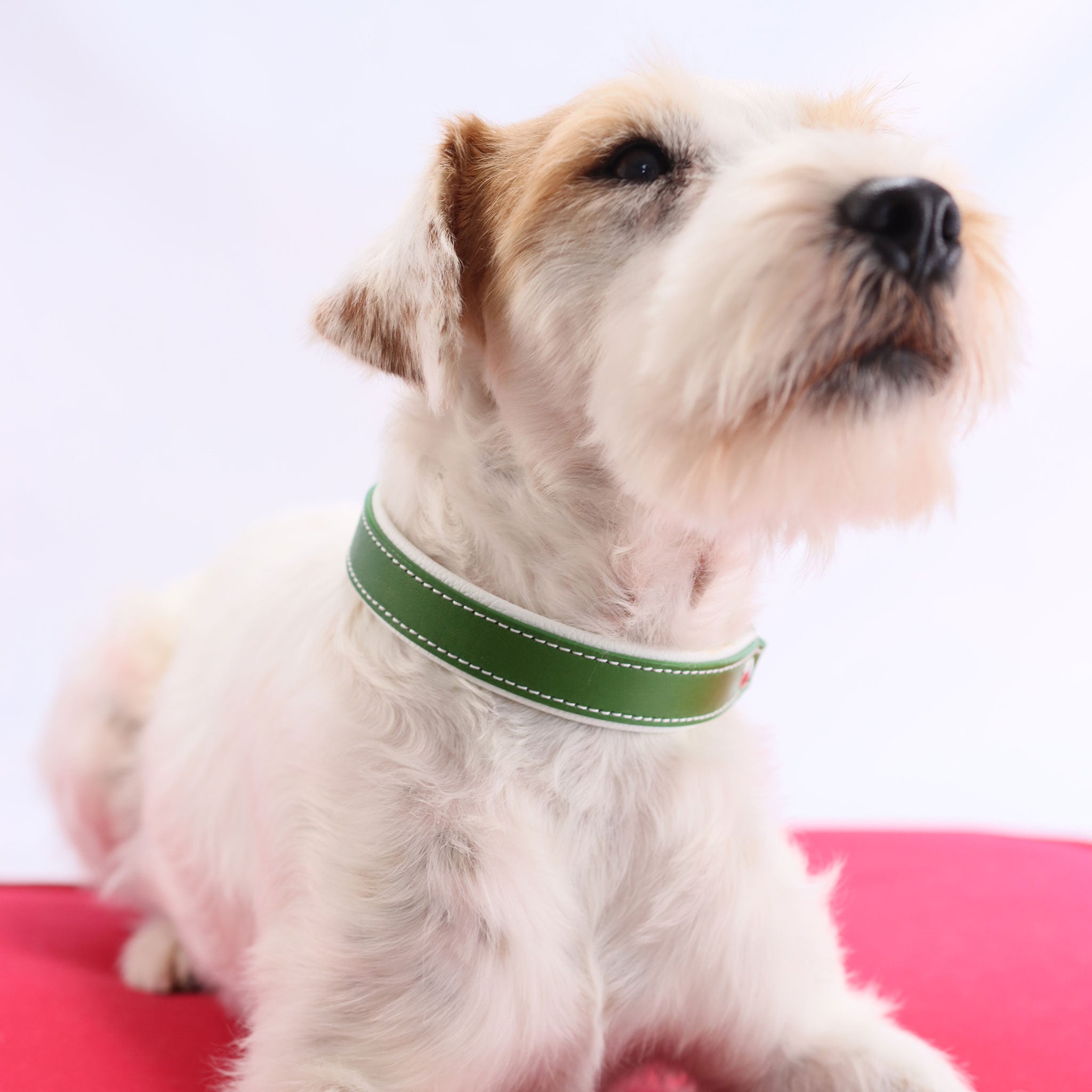 Parson Russell Terrier trägt 25mm breites Lederhalsband in Grasgrün