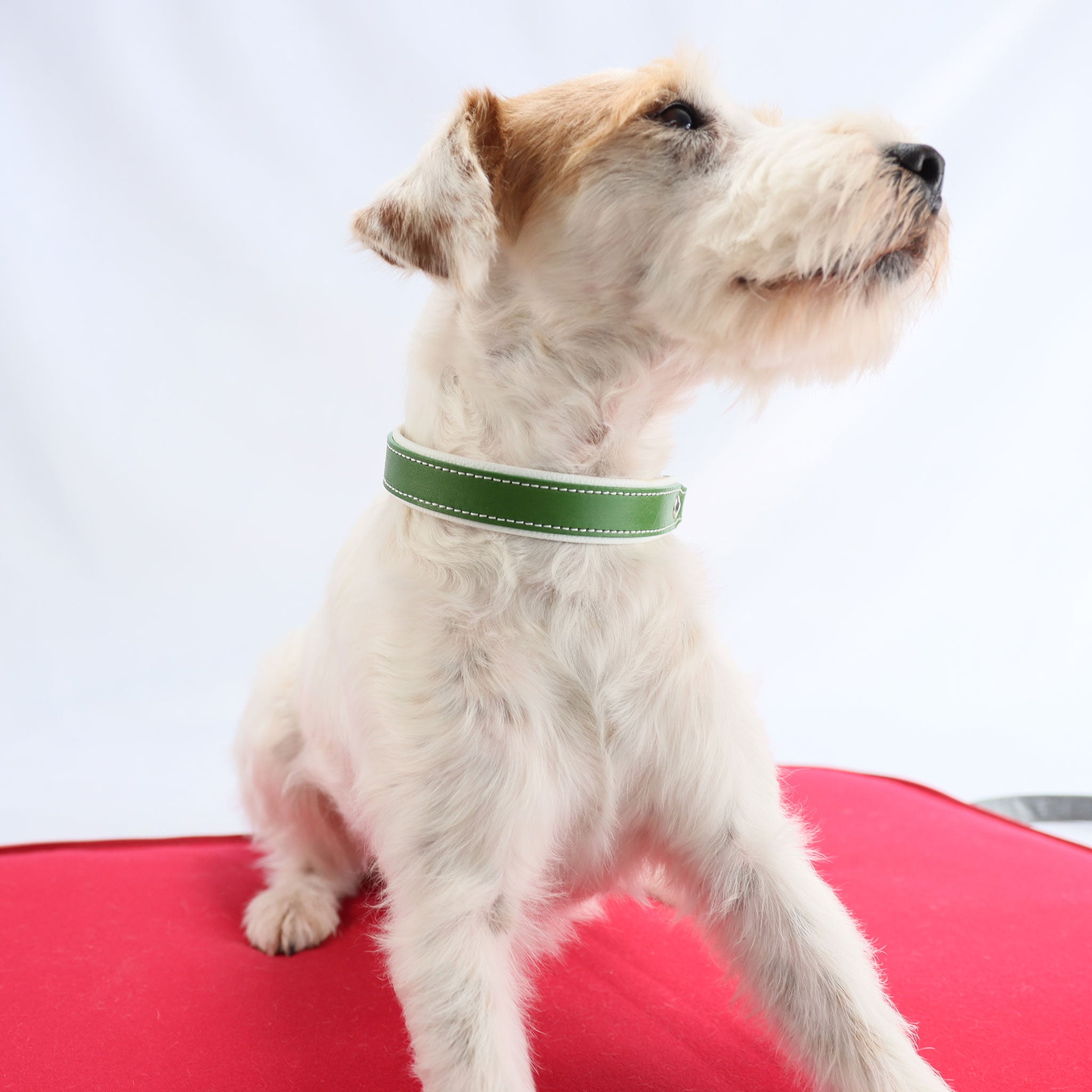 Parson Russell Terrier trägt 25mm breites Lederhalsband in Grasgrün