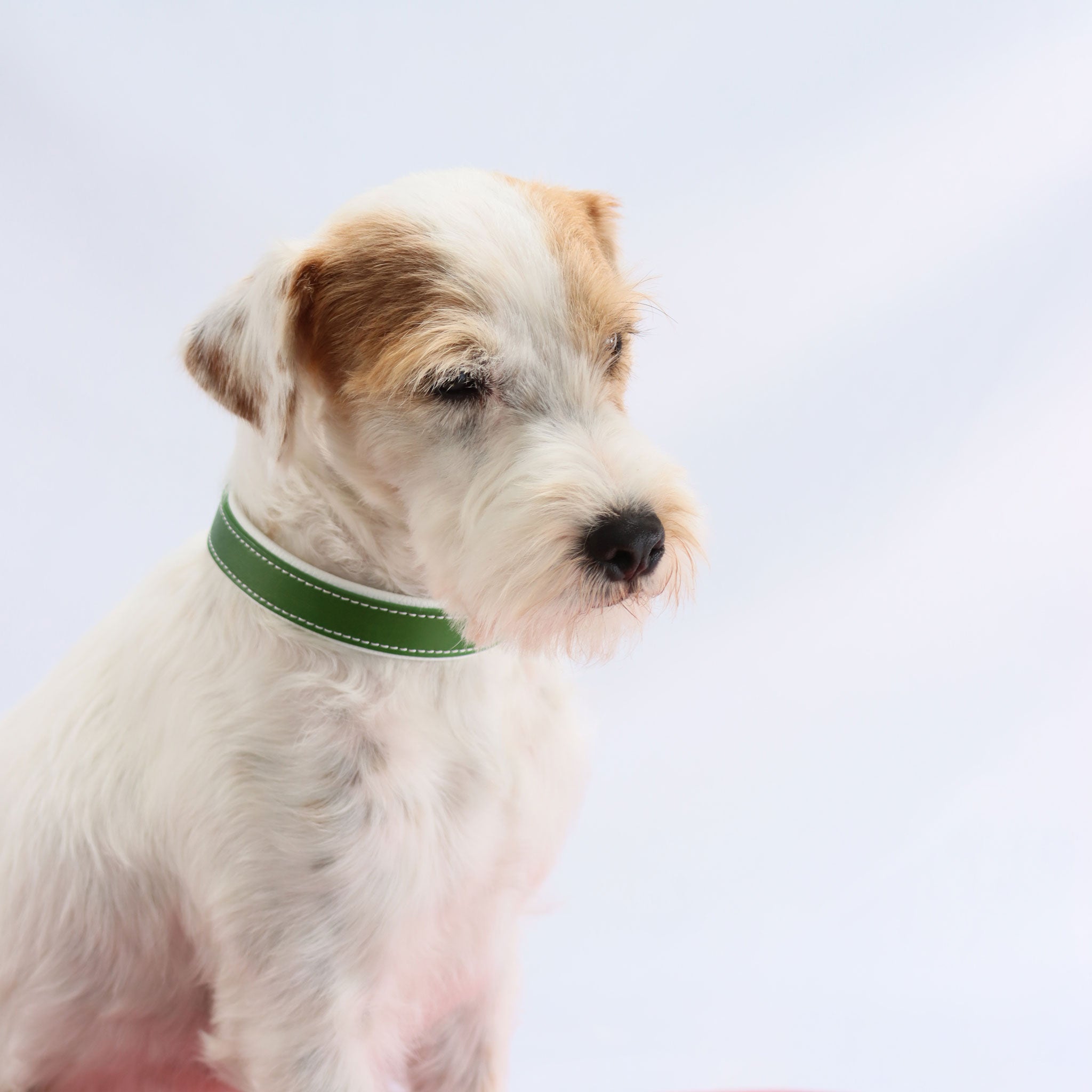 parson Russell Terrier trägt 25mm breites Lederhalsband in Grasgrün