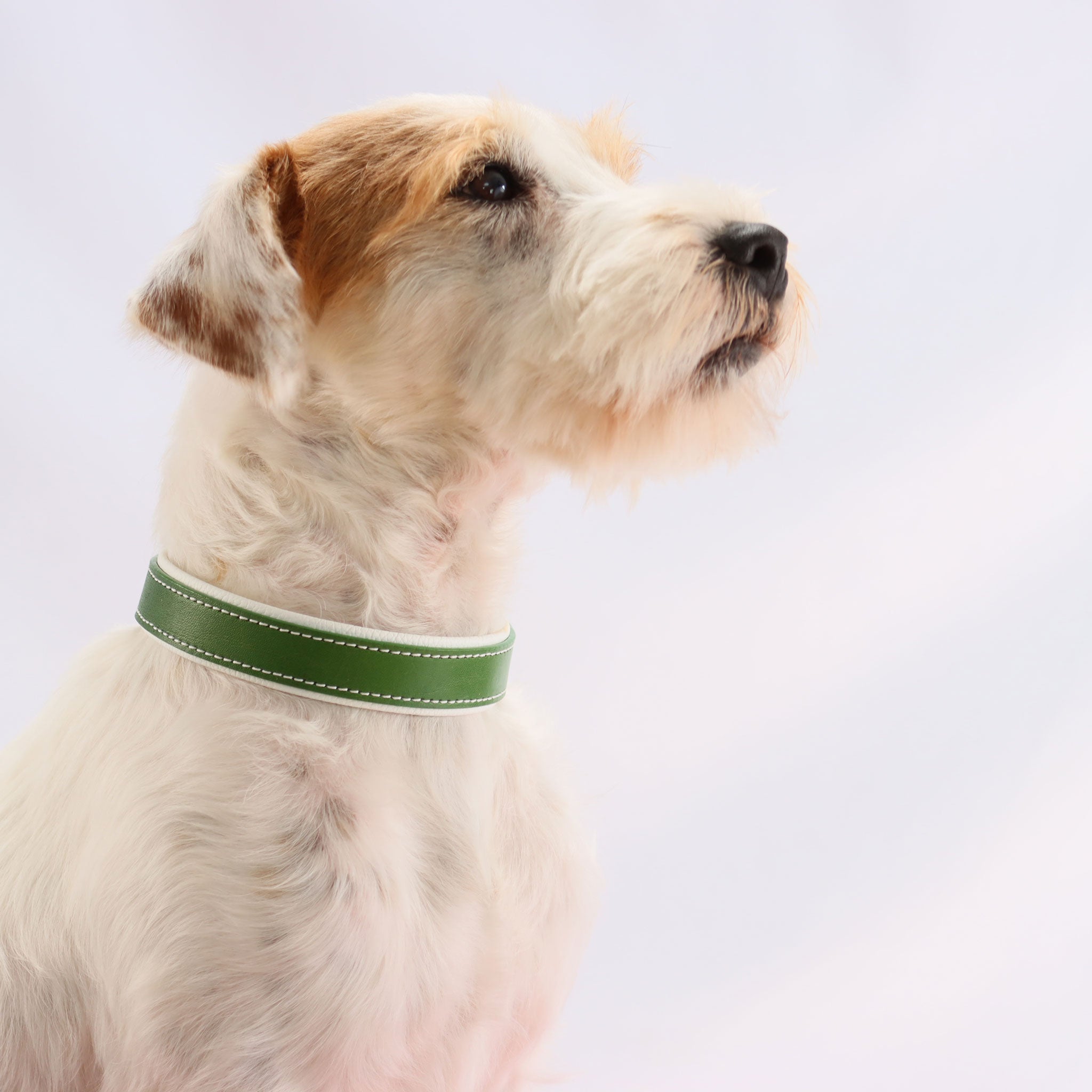 Parson Russell Terrier trägt 25mm breites Lederhalsband in Grasgrün