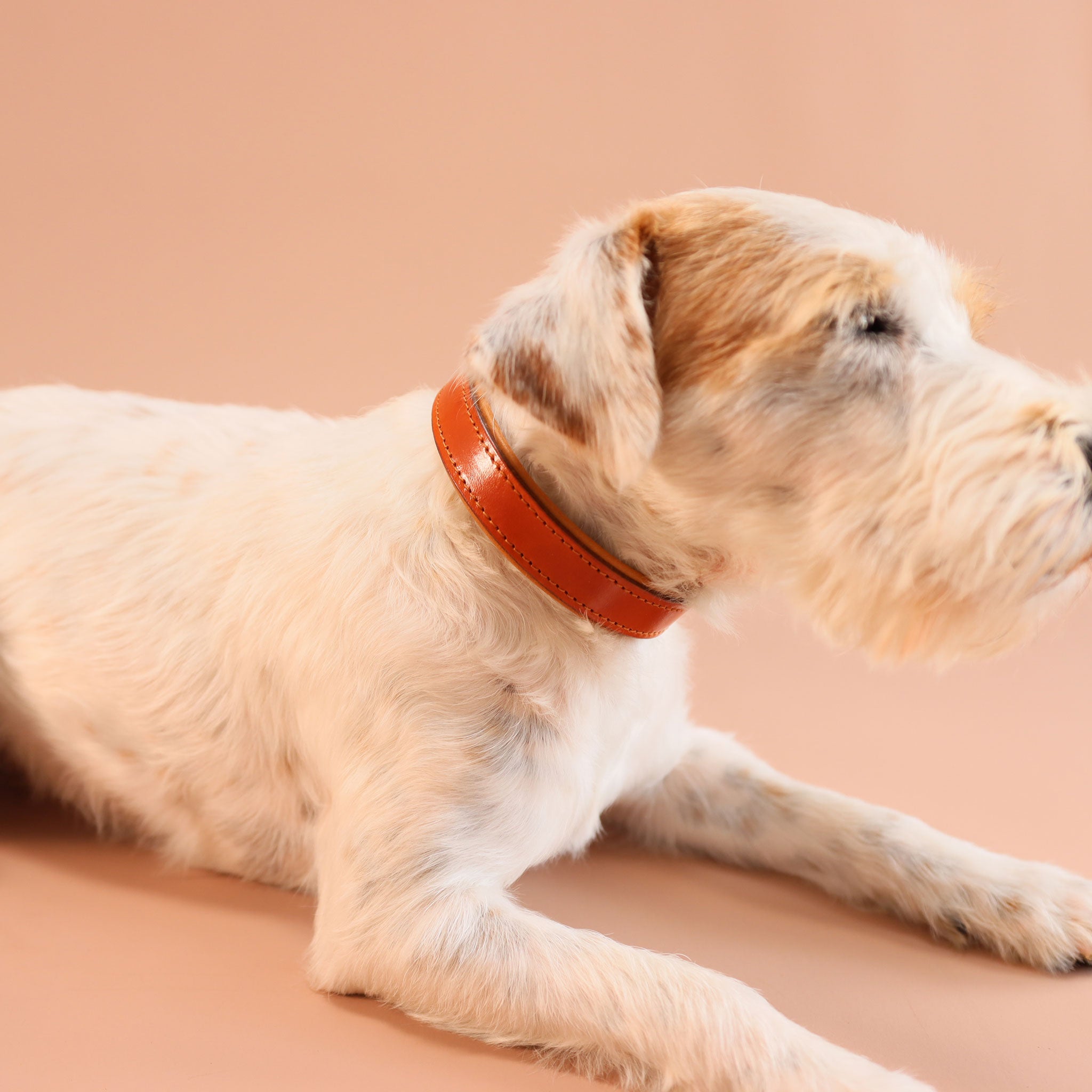 Nahaufnahme Lederhalsband Cognac am Hund