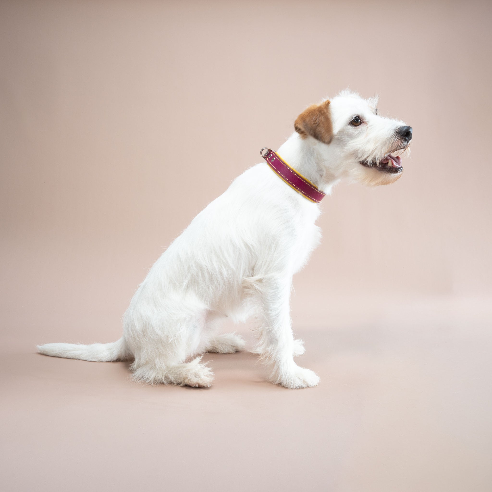 Weißer Hund trägt handgefertigtes Lederhalsband in Magenta und Gelb (Seitenansicht)