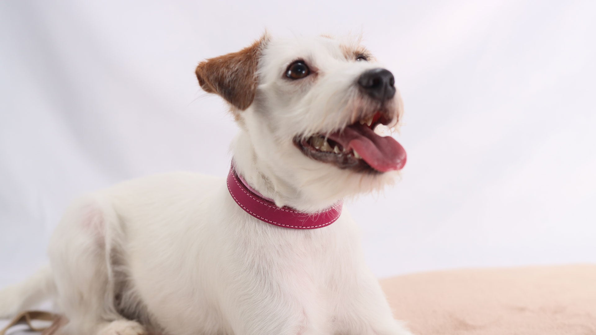 Hochwertiges Hundehalsband in Magenta in ergonomischer Form am Hund.