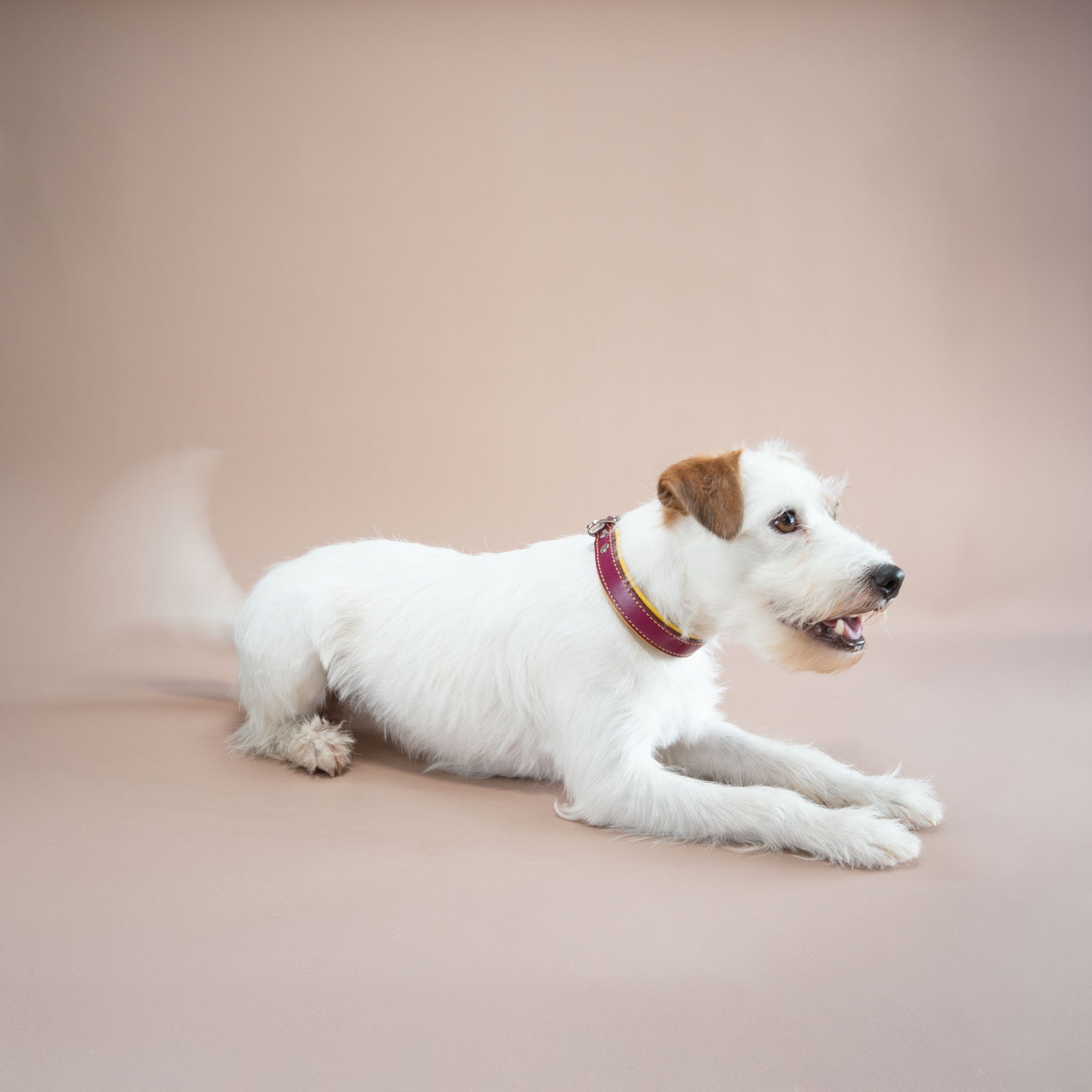 Hund in Spielaufforderung mit bequemem, gelb unterlegtem Lederhalsband