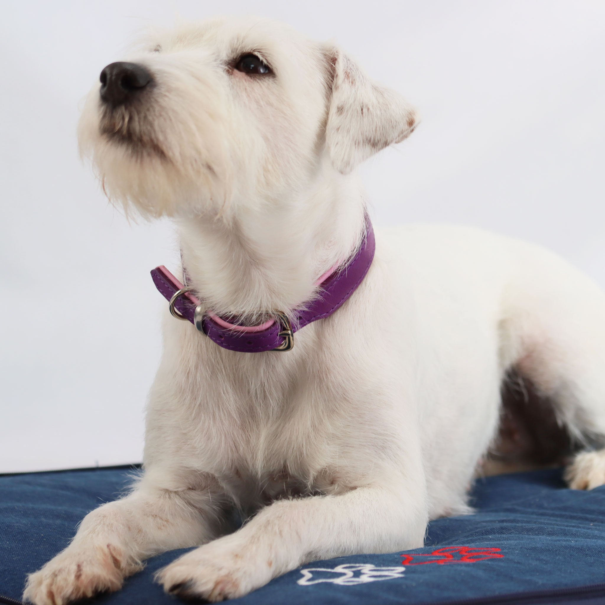 weisser hund liegt auf einem Reisebett aus Jeansstoff und trägt ein Lila fettlederhalsband mit orchideefarbenem nappa unterlegt und man sieht eine silberne Dornschliesse und silberne beschläge