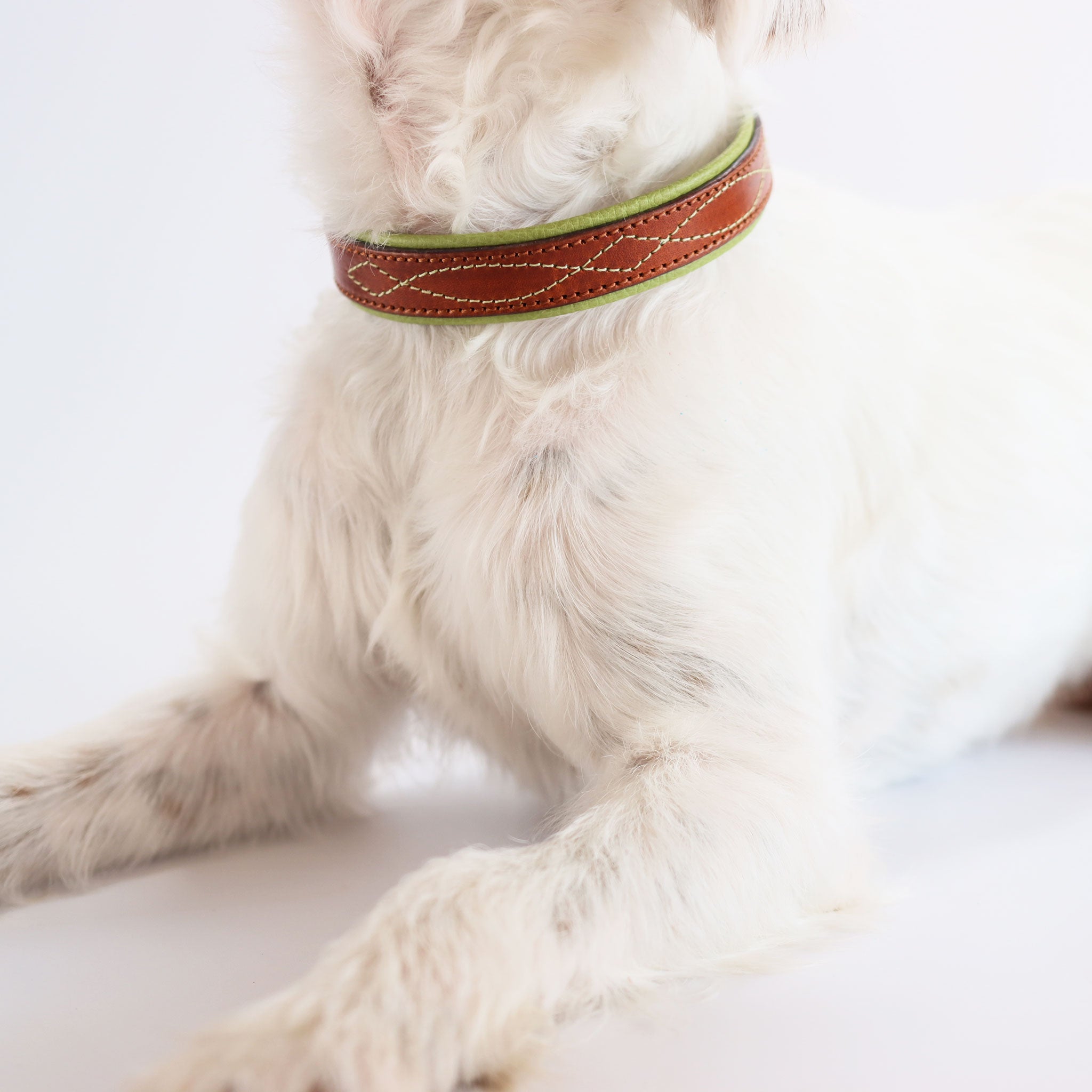 Nahaufnahme des sitzenden Hundes mit dem weich gepolsterten Hirschlederhalsband