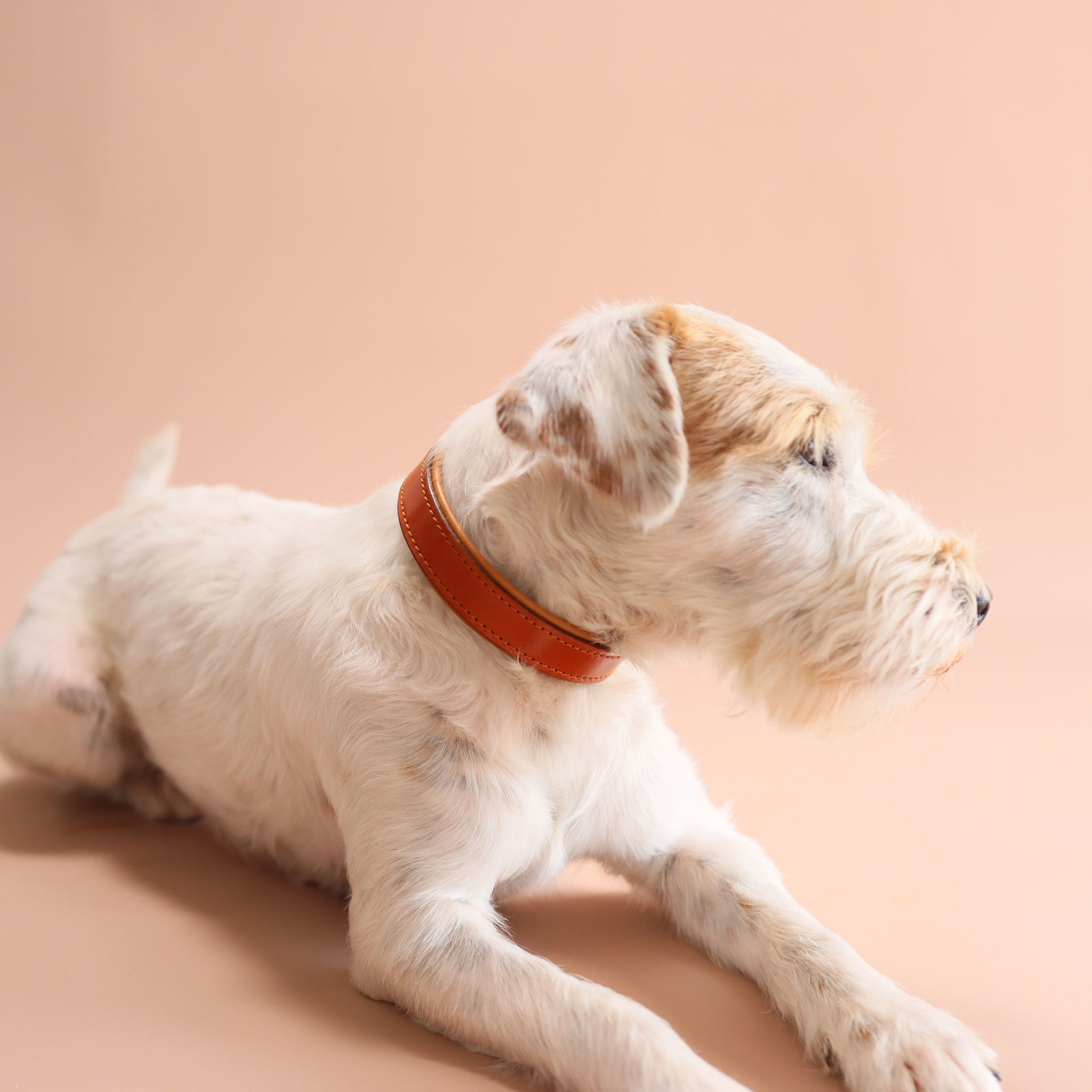 Professionelles Tragefoto des Lederhalsbands Cognac & Cognac