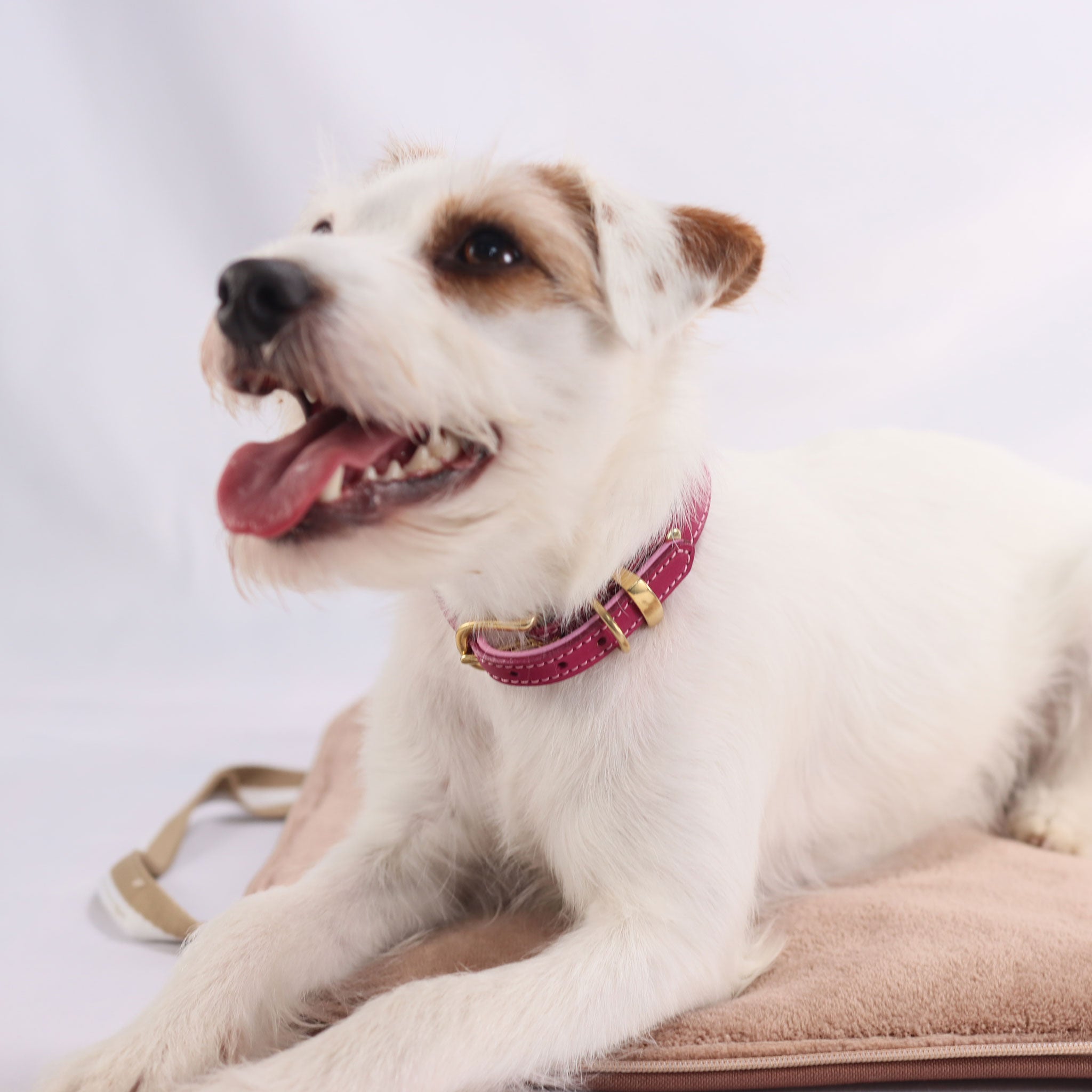 Seitliche Ansicht des luxuriösen Lederhalsbands mit hochwertigen Messingbeschlägen