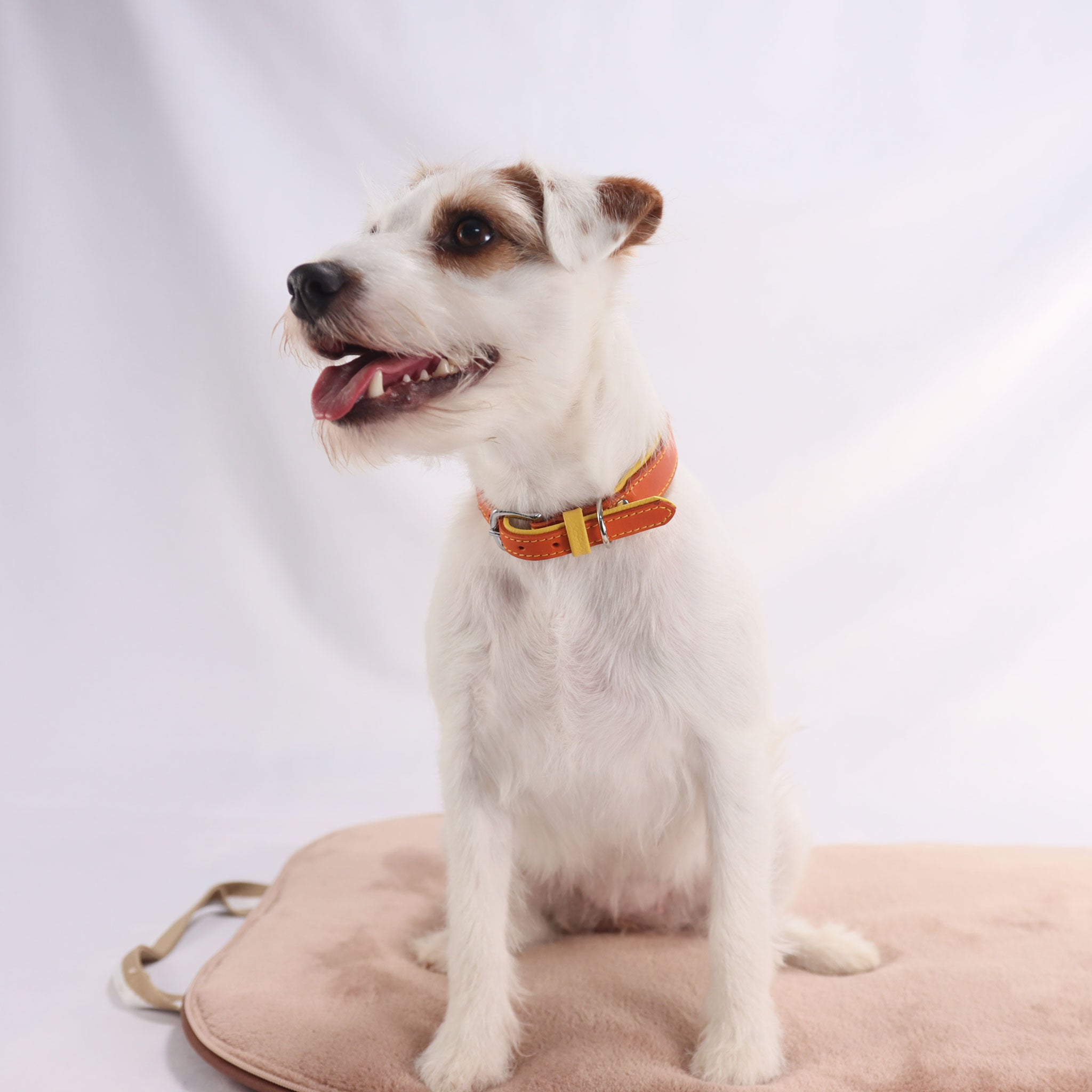 braun weisser hund (Parson Russell Terrier) sitzt auf einem Hundereisebett in beige und trägt ein oranges Fettlederhalsband mit einer gelben schlaufe und silbernen bescheschlägen