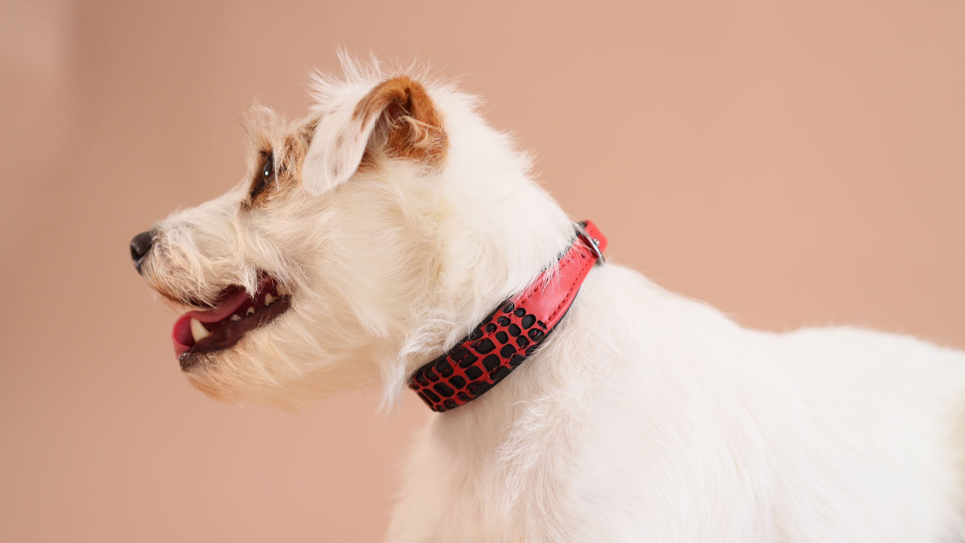 Weißer Jack Russell Terrier trägt das exklusive rote Lederhalsband im Profil.