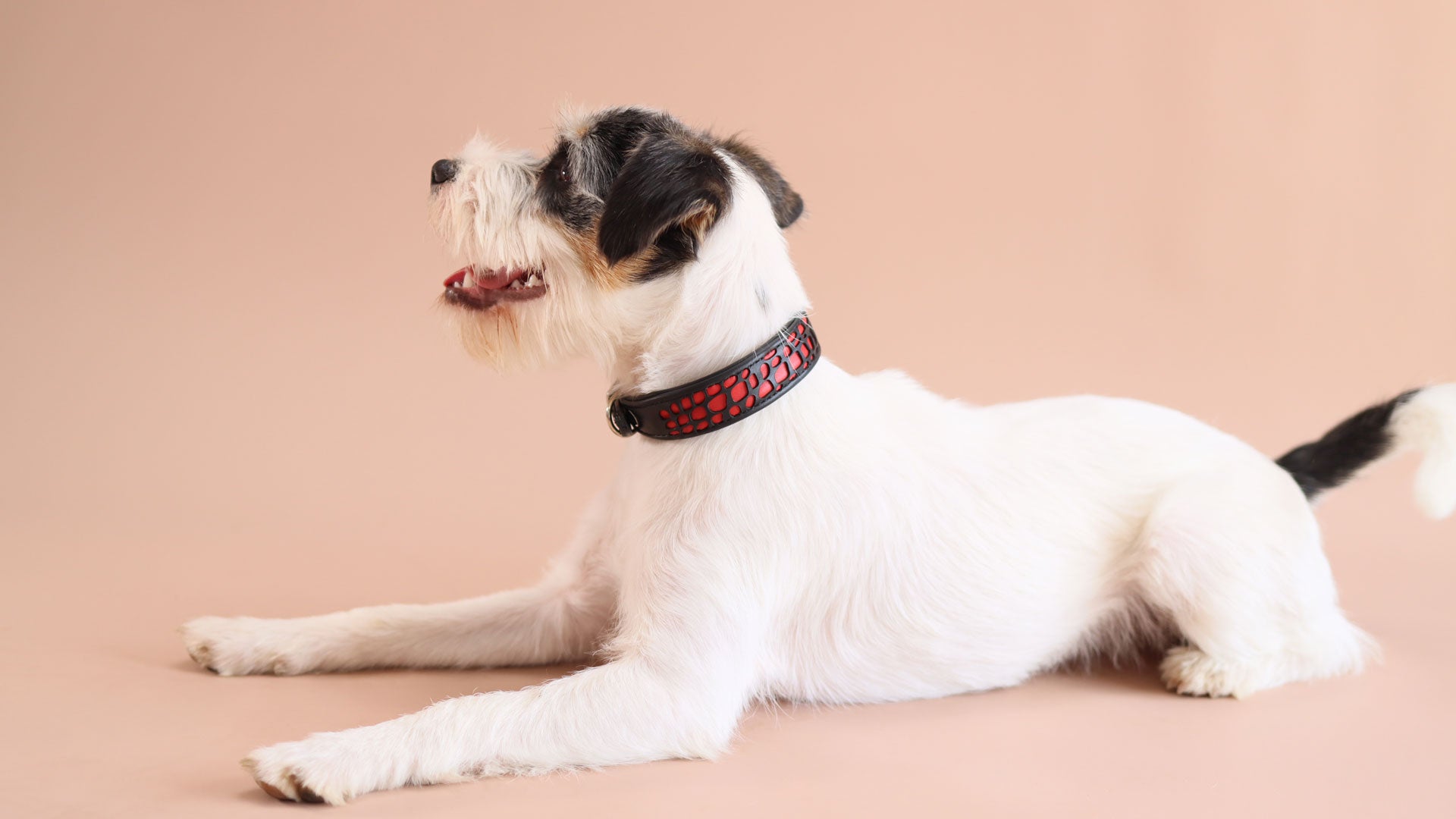 Weißer Jack Russell Terrier trägt das exklusive schwarze Lederhalsband im Profil