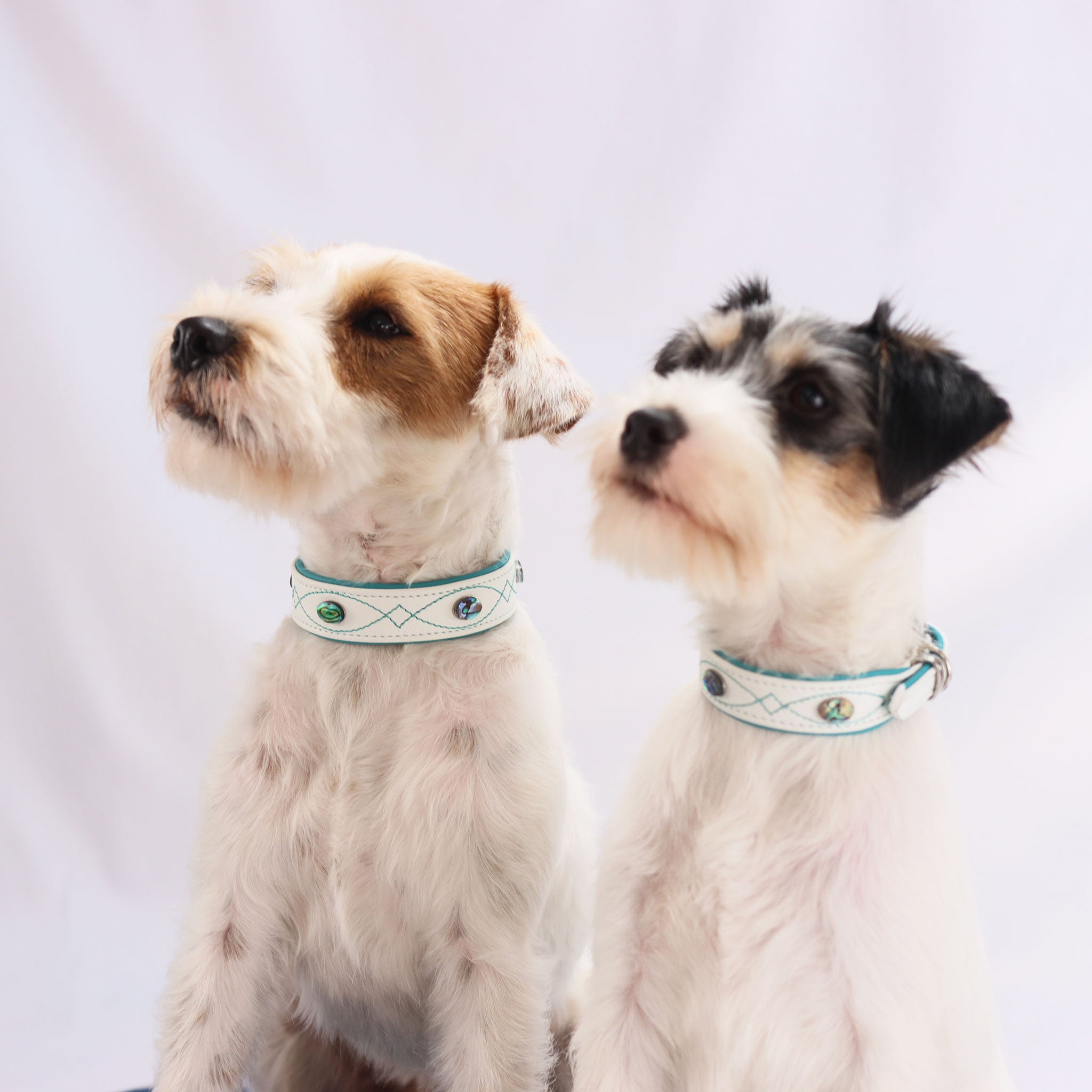 Zwei Hunde sitzen nebeneinander und tragen das weiße Gunslinger Lederhalsband