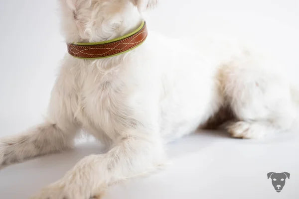 Riemen Halsband, Hunde Halsband handgefertigt, Halsband Konfigurator, DIY Hundehalsband, Riemen Halsband handmade-4-dogs, Lasergravierter Steckverschluss, handgefertigtes Hundehalsband mit Edelstein