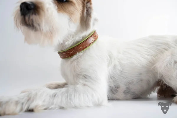 Riemen Halsband, Hunde Halsband handgefertigt, Halsband Konfigurator, DIY Hundehalsband, Riemen Halsband handmade-4-dogs, Lasergravierter Steckverschluss, handgefertigtes Hundehalsband mit Edelstein