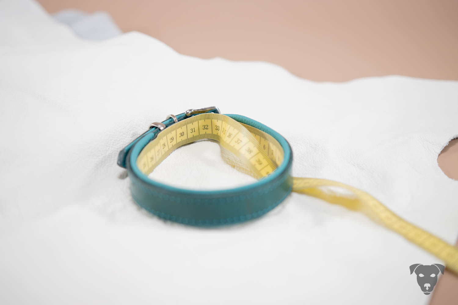 Deinen Hund richtig messen? wir zeigen dir wie