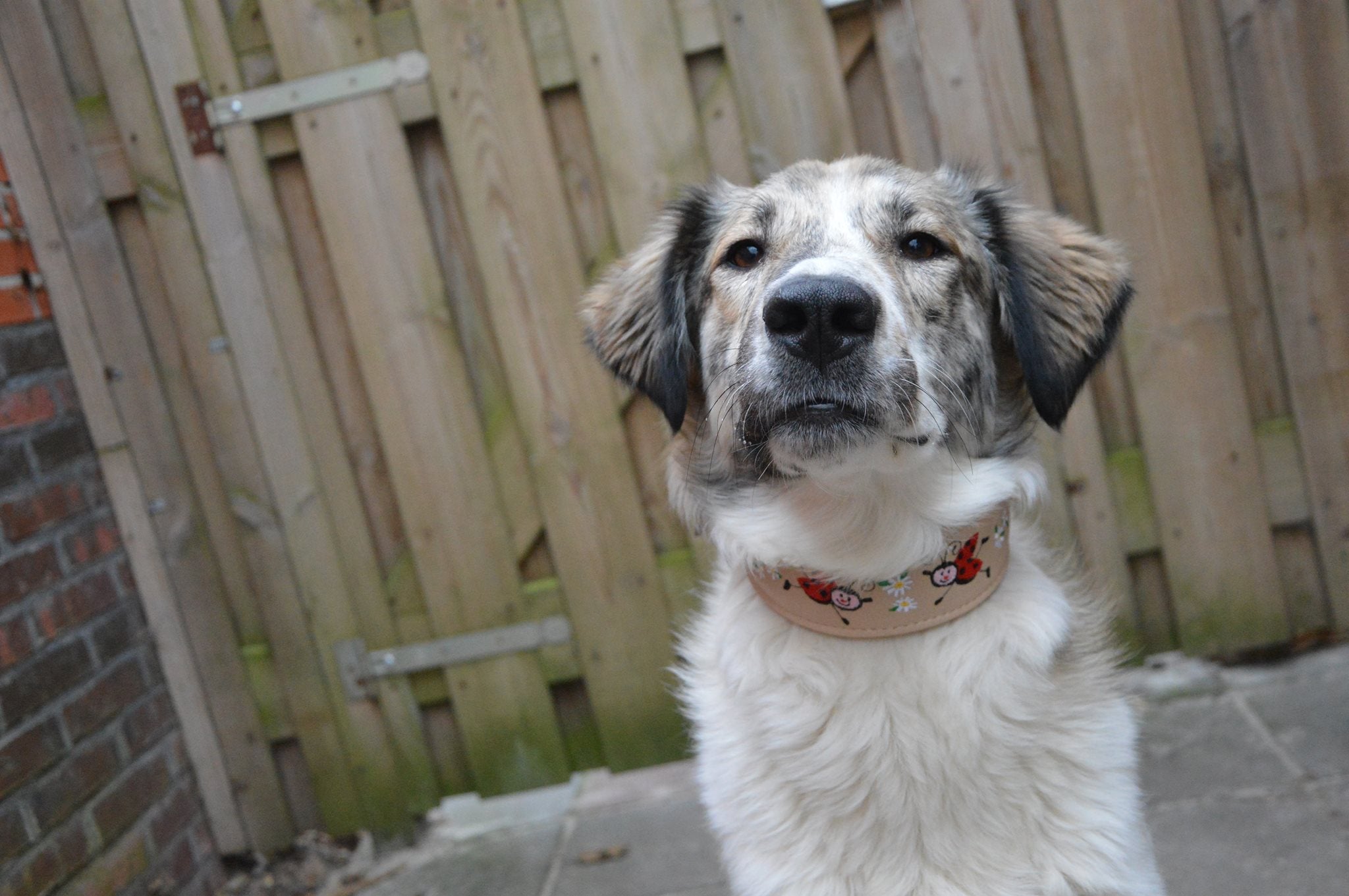 Marienkäfer Halsband am Hund