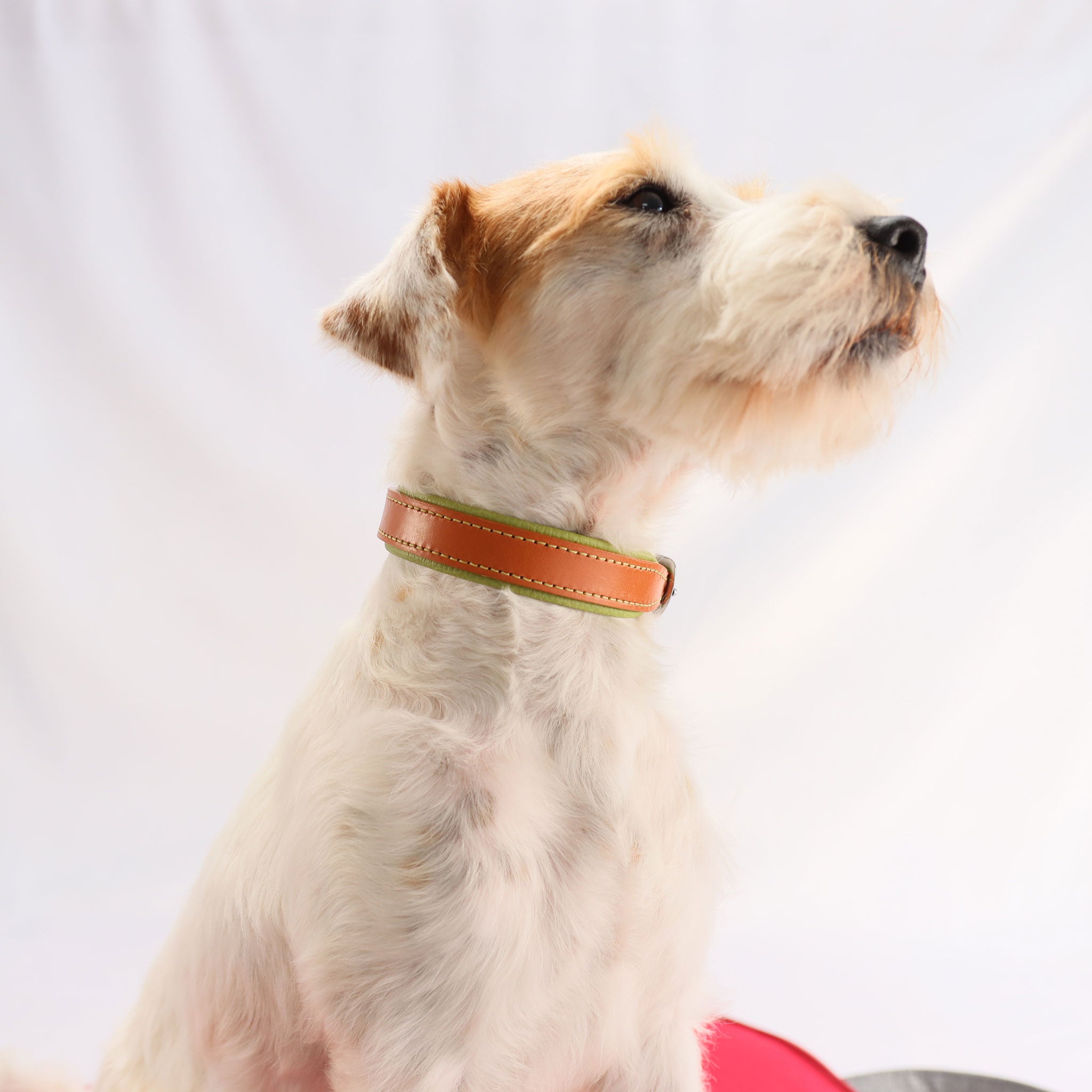 braun-weißer Terrier trägt das handgefertigte naturfarbene Riemenhalsband mit Kontrastnaht und grünem Hirschleder