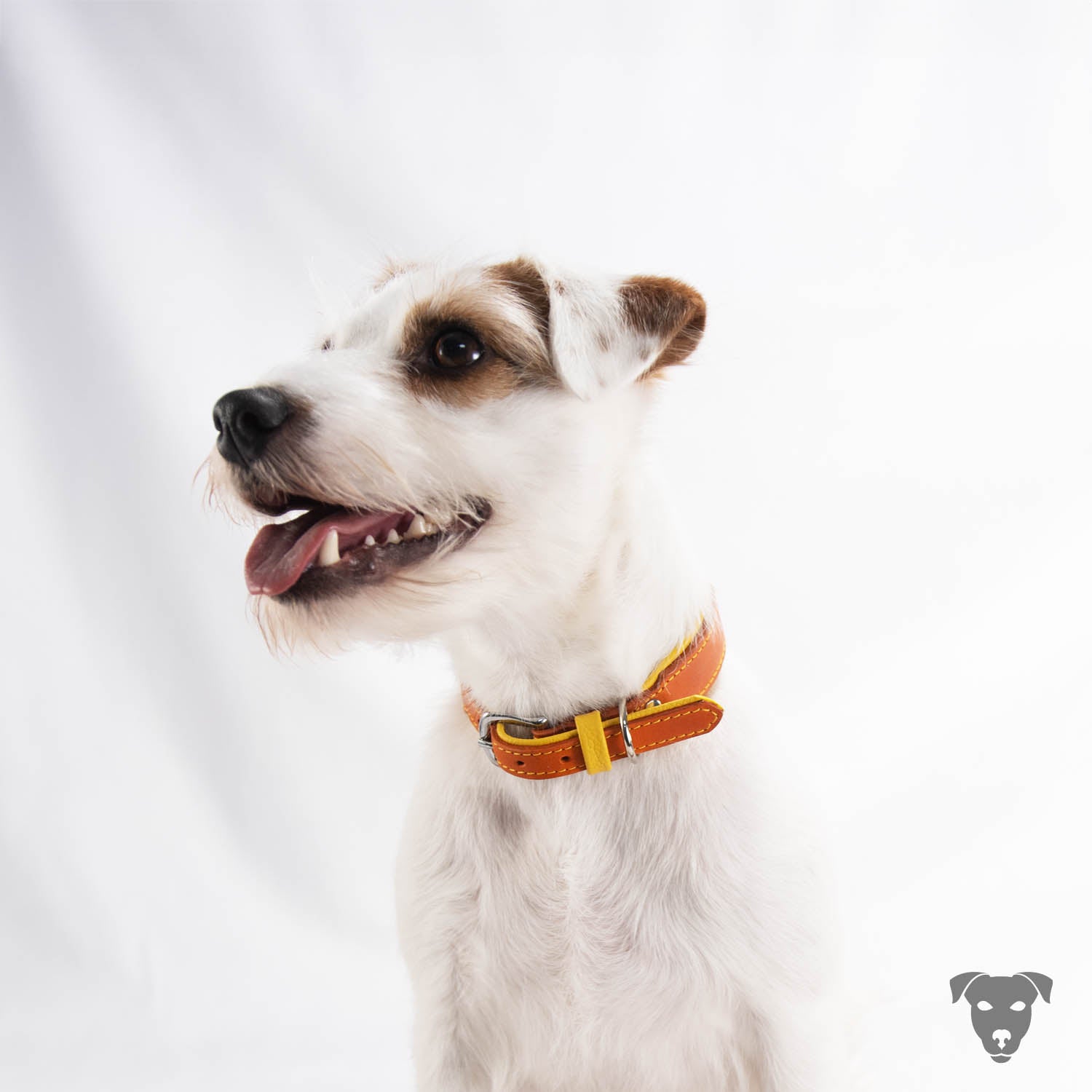 Hundehalsband feinst bestickt, handgefertigte Hundehalsbänder aus Meisterhand. Fettleder Halsband, Riemen Halsband oder klassisches Nappa Halsband, mit Lasergravur, Heiß Geprägt oder feinst bestickt, handmade-4-dogs, bourbon vanille of green spirits