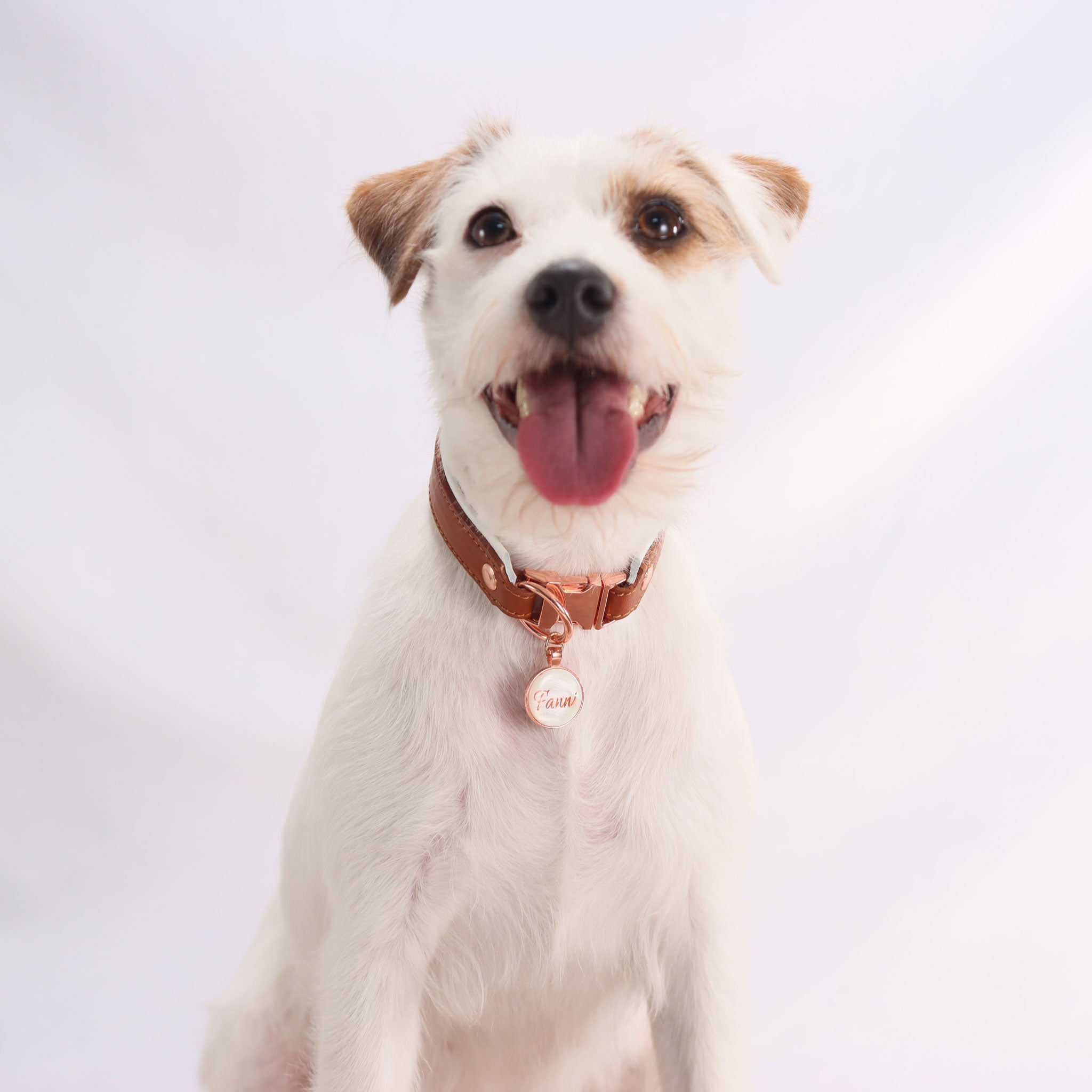 Parson russell terrier trägt ein handgefertigtes Fettlederhalsband in der Farbe whiskey, es ist weiß hinterlegt und hat einen rose goldenen Steckverschluss auf dem eine Hundemarke aus Muschel baumelt