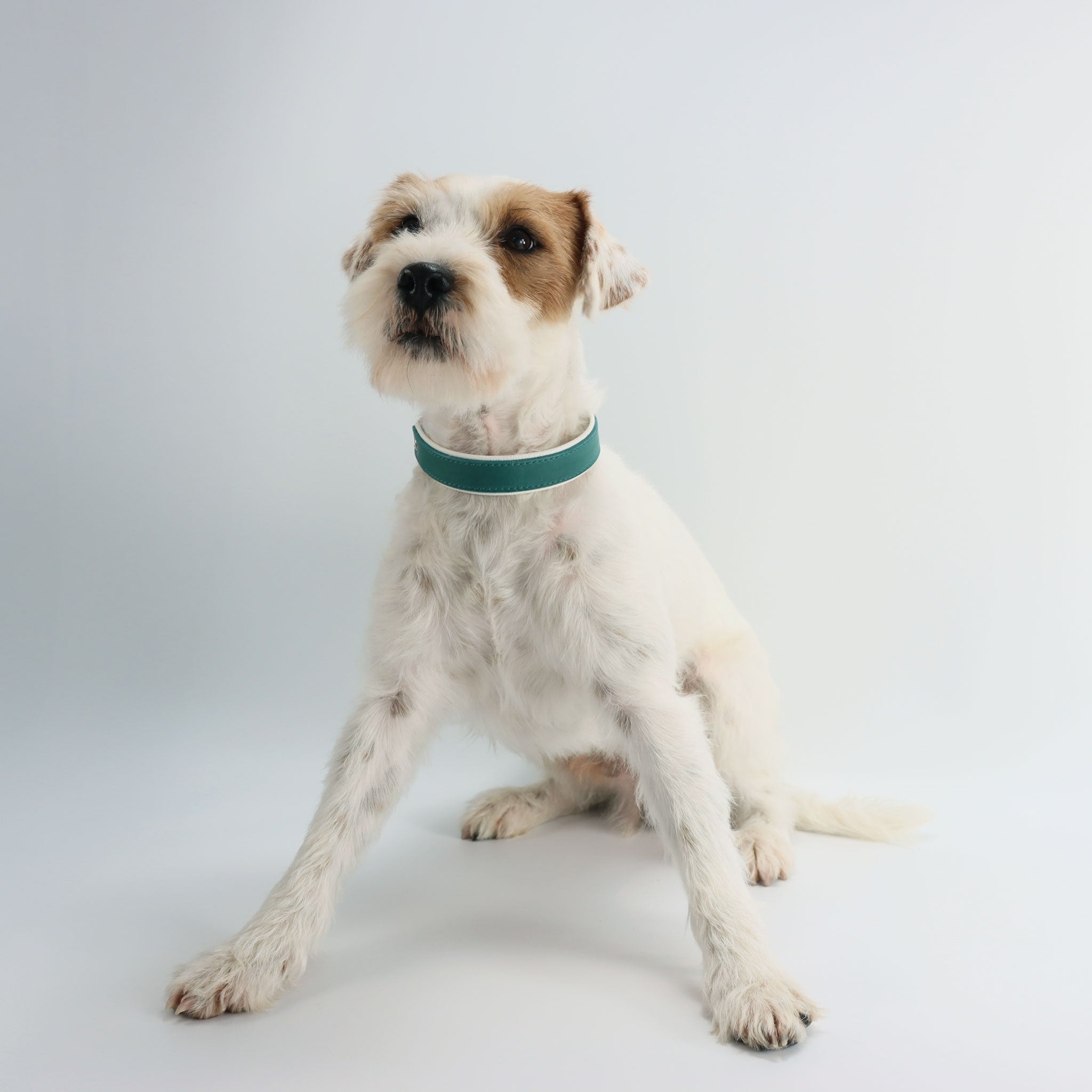 Frontalansicht eines Hundes mit dem hochwertigen türkisen Fettleder-Halsband