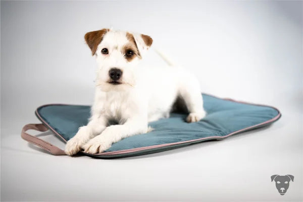 hunde-reisebett-in-aqua-green,die-liegefläche-ist-ein-cord-in-auqua-green-gehalten, auf-dem-hunde-reisebett-welches-handgefertigt-ist-liegt-ein-parson-russell-terrier.sie-heißt-bourbon-vanille-of-green-spirits
