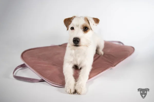 hunde-reisebett-in-puder,die-liegefläche-ist-ein-cord-in-altrosa, das-hunde-reisebett-ist-handgefertigt-von-handmade-4-dogs, auf-dem-hunde-reisebett-welches-handgefertigt-ist-liegt-ein-parson-russell-terrier.sie-heißt-bourbon-vanille-of-green-spirits