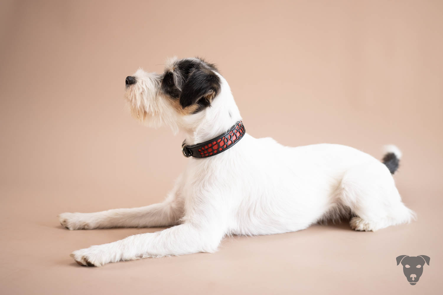 Hundehalsband feinst bestickt, handgefertigte Hundehalsbänder aus Meisterhand. Fettleder Halsband, Riemen Halsband oder klassisches Nappa Halsband, mit Lasergravur, Heiß Geprägt oder feinst bestickt, handmade-4-dogs, Hundehalsband mit Laser cut outs, Morticia, Evangeline of Green Spirits