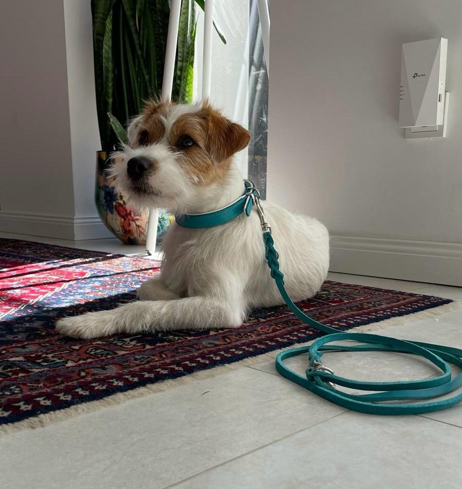 Fettleder Hundehalsband mit Leine