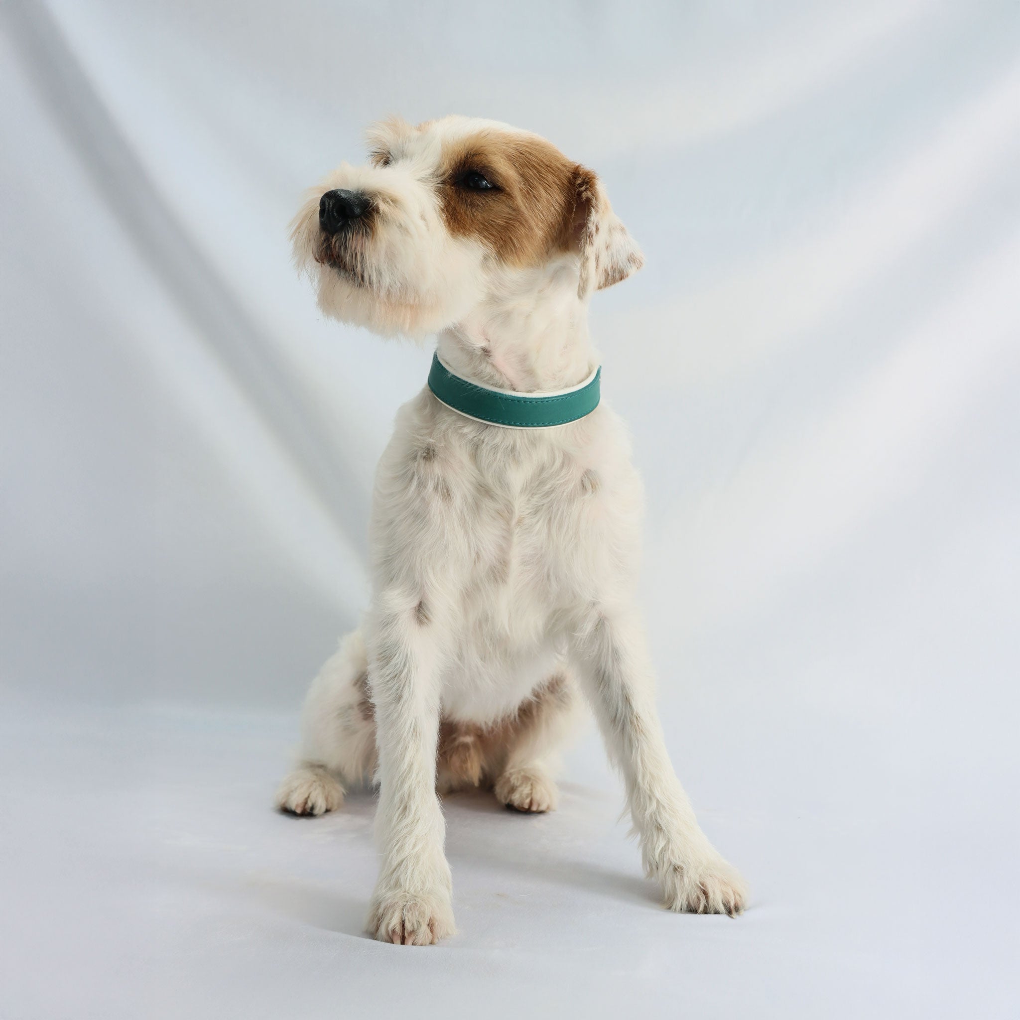 Sitzender Hund mit einem edlen, handgefertigten Hundehalsband aus Fettleder in Türkis