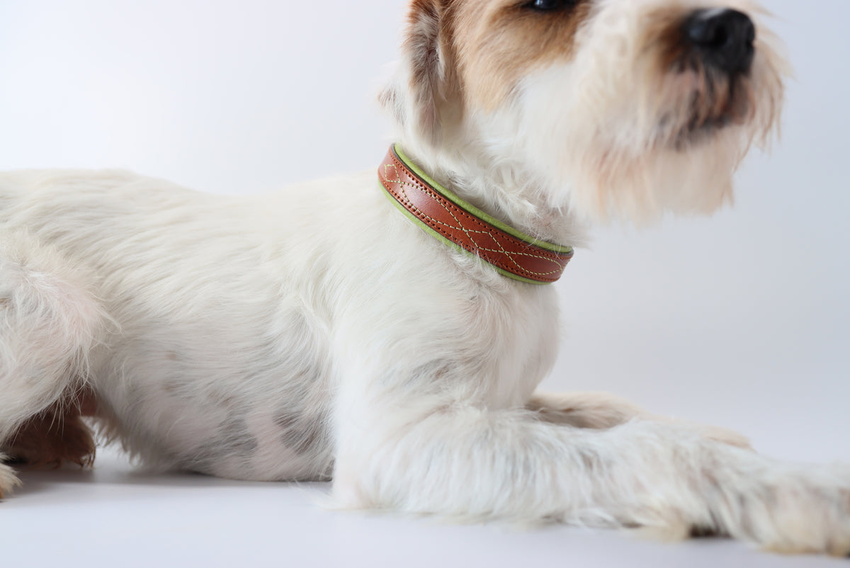 weißer Terrier trägt ein Riemenhalsband in goldbraun mit einem grünen Gunslinger Stepp hinterlegt mit grünem Nappaleder