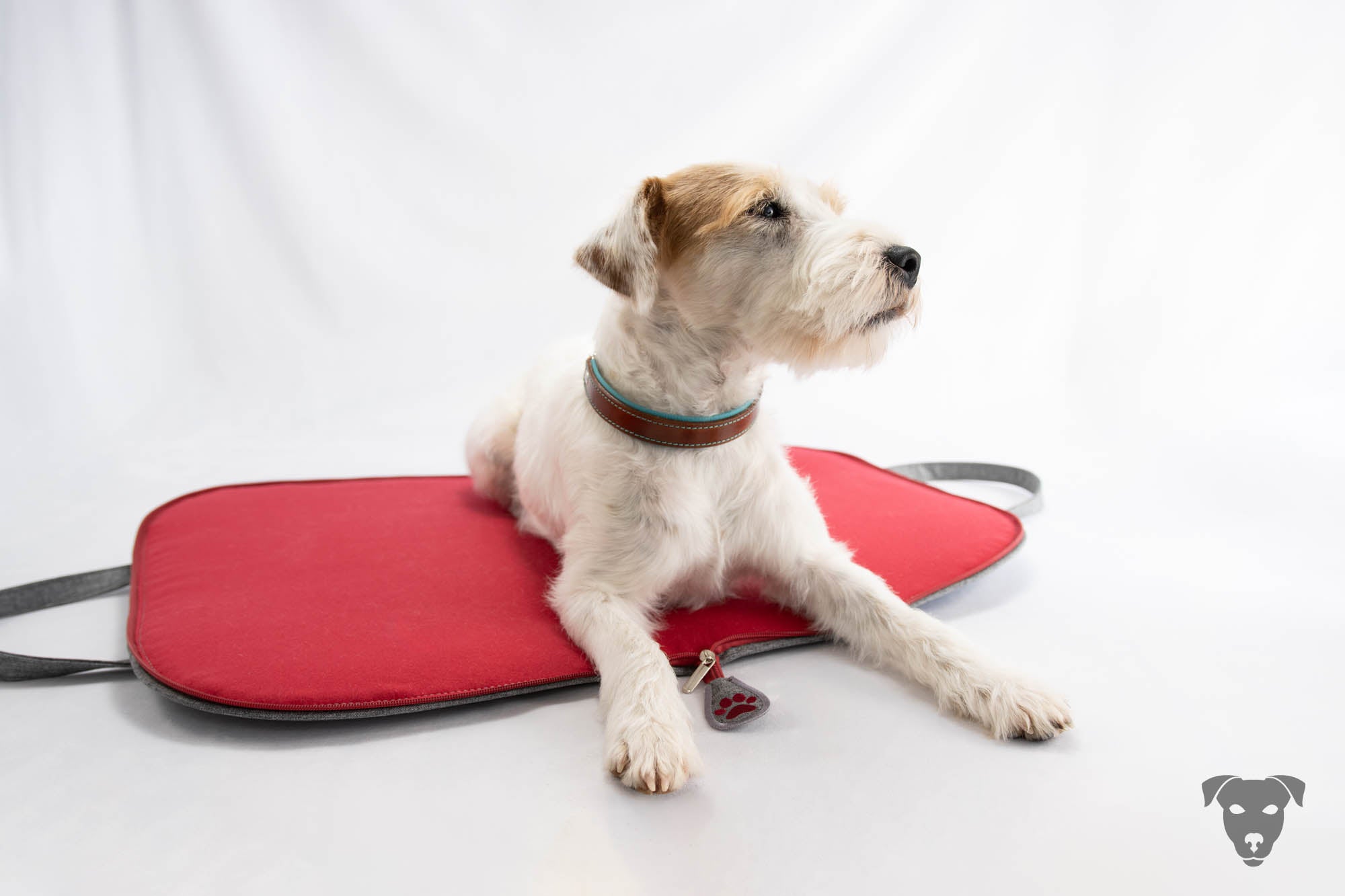 Riemen Halsband, Hunde Halsband handgefertigt, Halsband Konfigurator, DIY Hundehalsband, Riemen Halsband  handmade-4-dogs, Green Spirits di Sopravento, of Green Spirits, Terrier Halsband, Parson Russell Terrier
