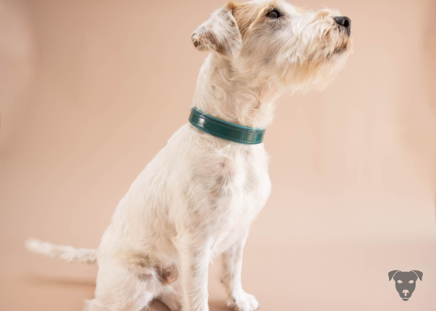 Riemen Halsband, Hunde Halsband handgefertigt, Halsband Konfigurator, DIY Hundehalsband, Riemen Halsband  handmade-4-dogs, of green spirits, Green Spirits di Sopravento, Terrier Halsband