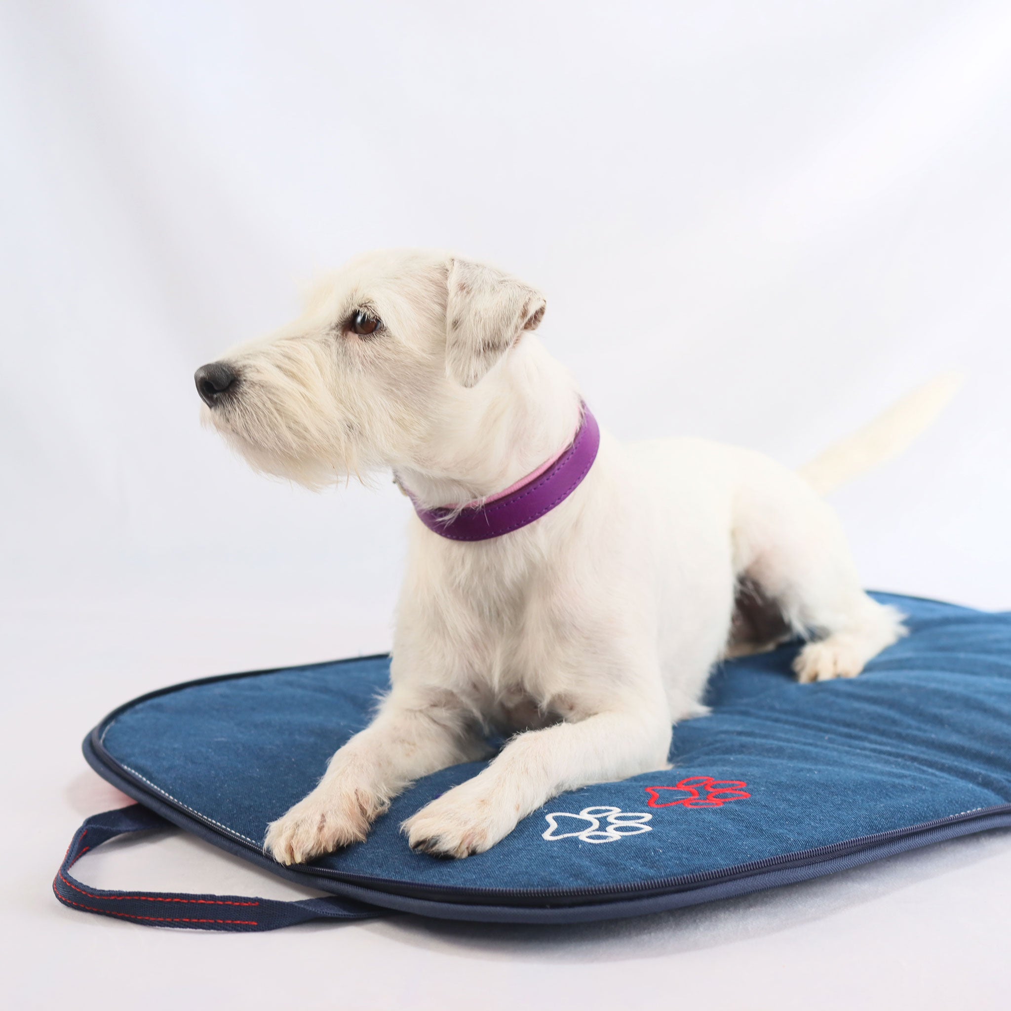 ein weißer Hund (Parson Russell Terrier) trägt das lilafarbene, handgefertigte Fettlederhalsband und liegt dabei auf einem Reisebett aus Denim und man sieht zwei gestickte pfoten in rot und weiss