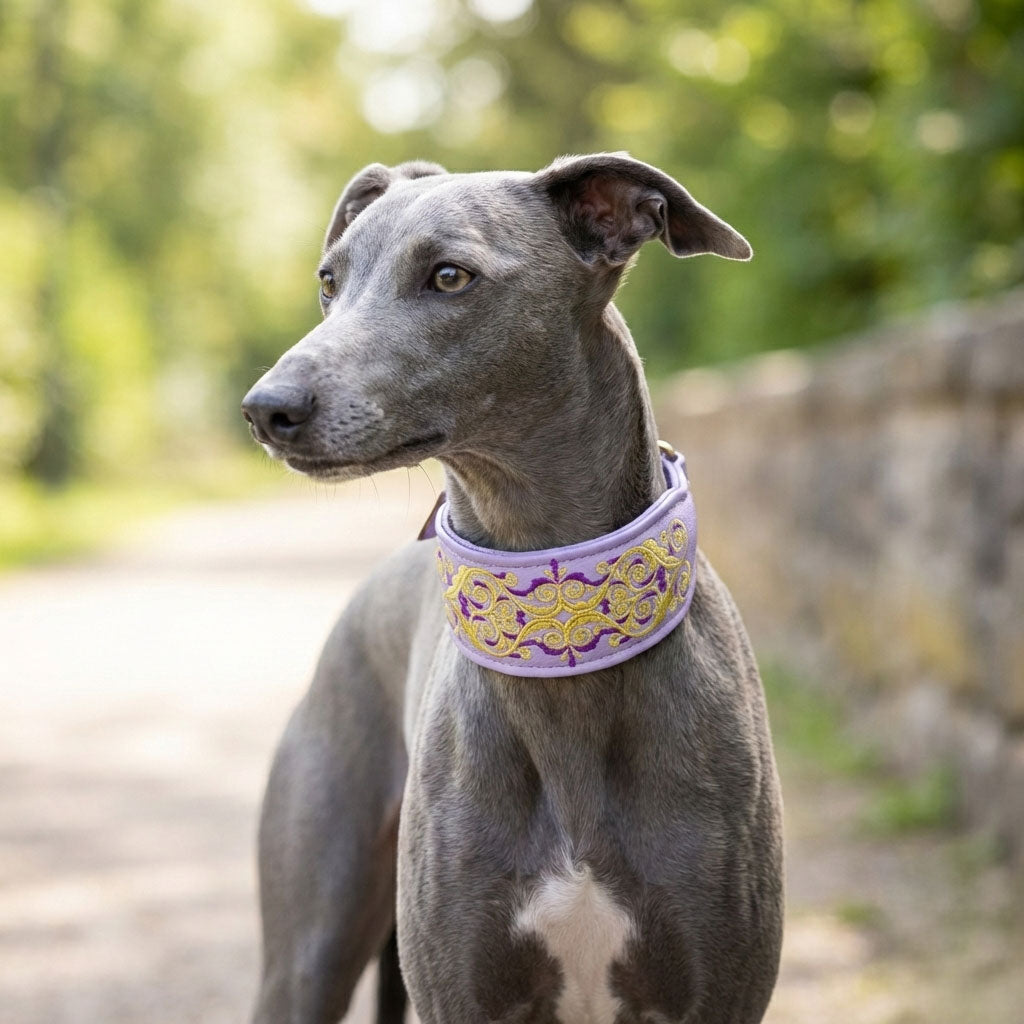 grauer Whippet trägt fliederfarbenes Halsband mit Zaren-Stick. im Hintergrund eine steinmauer und bäume