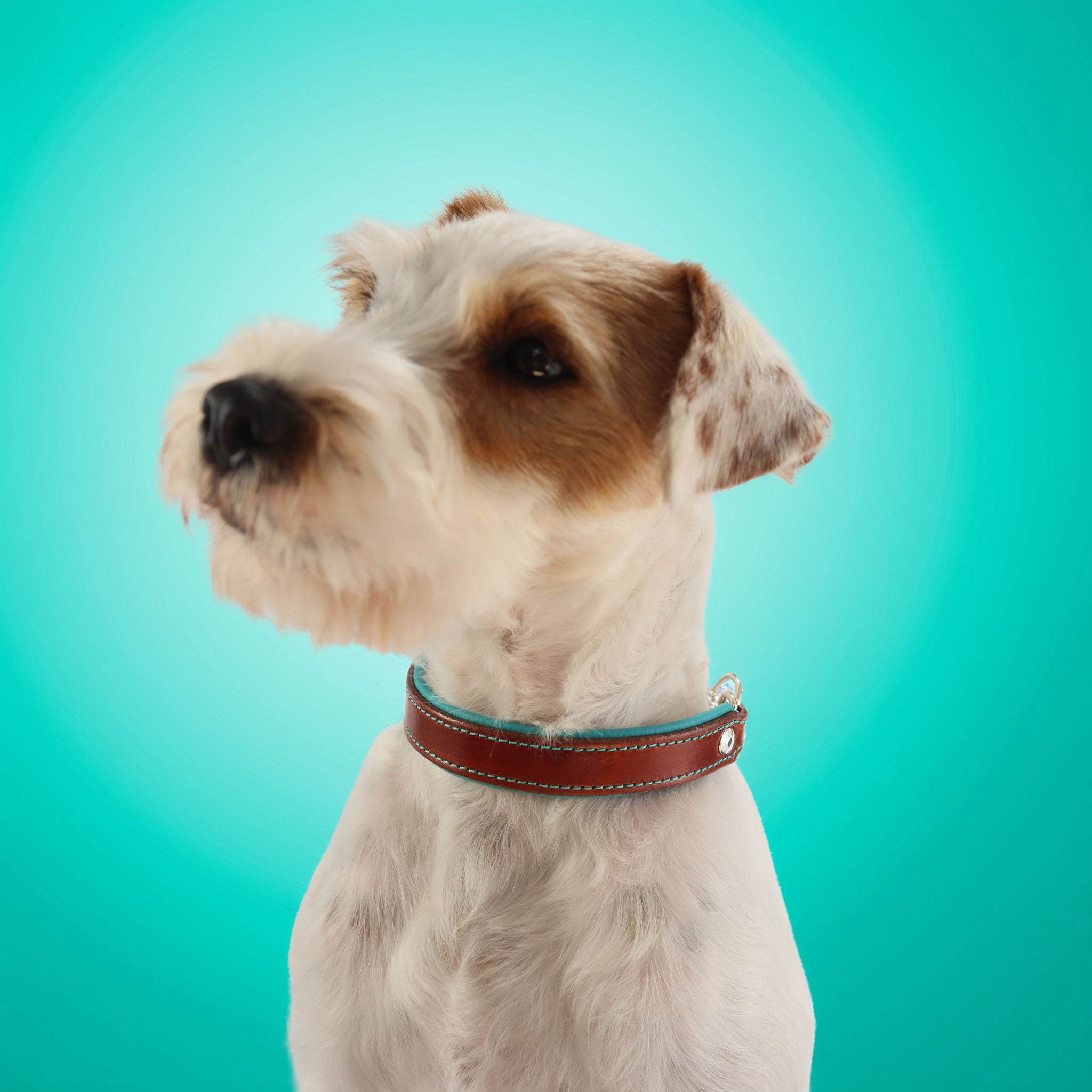 Studioaufnahme: Hund mit Lederhalsband in Sattelbraun vor türkisem Hintergrund.