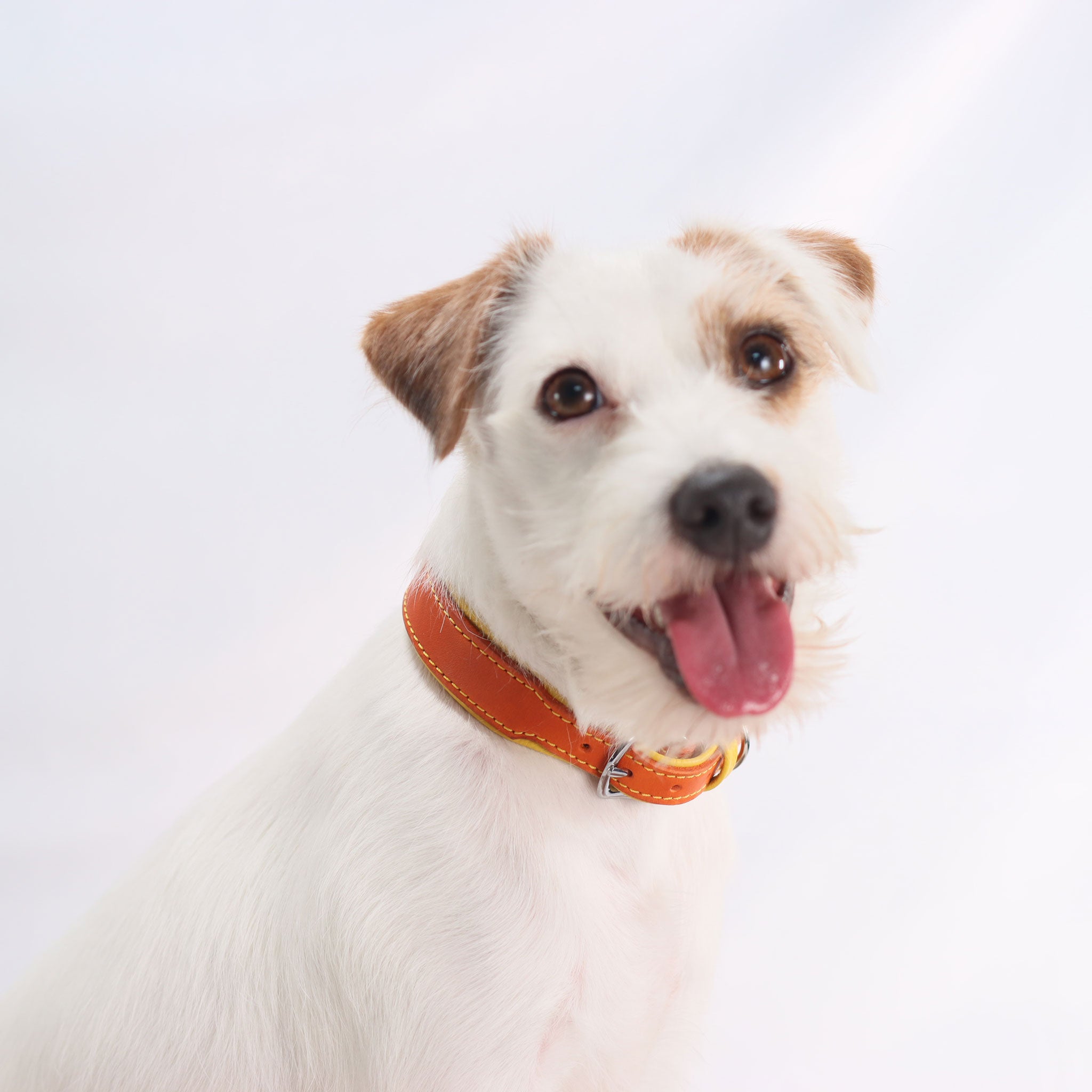 braun weißer hund trägt oranges fettlederhalsband mit gelben steppnähten