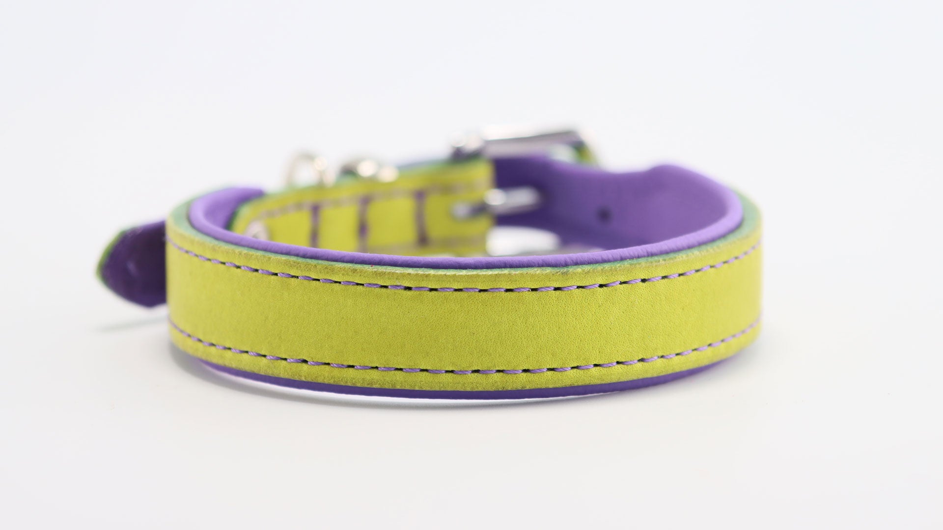 Detailansicht der lila Ziernaht auf dem lime-farbenen Fettlederhalsband im Used-Look