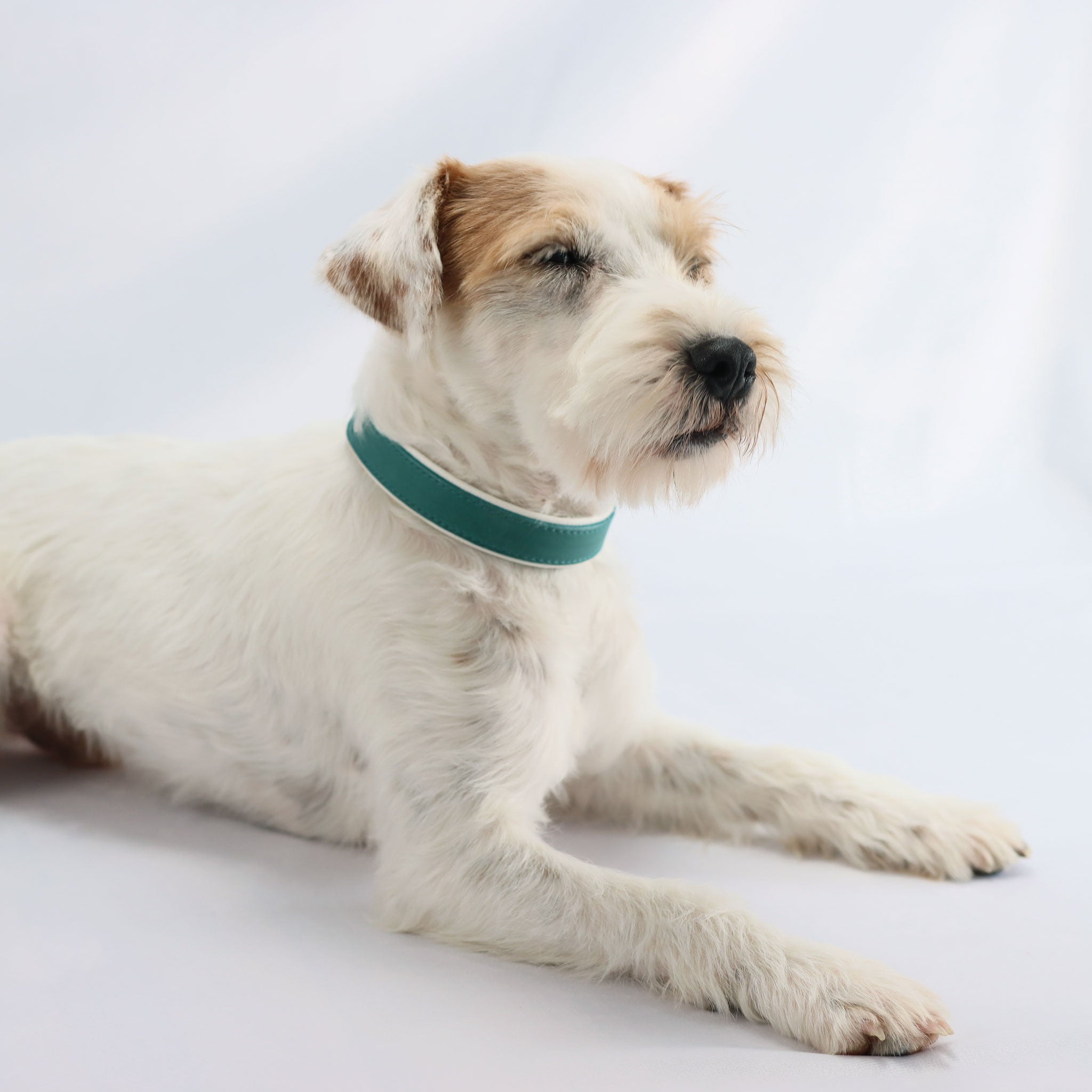 Fettleder Hundehalsband Türkis & Weiß