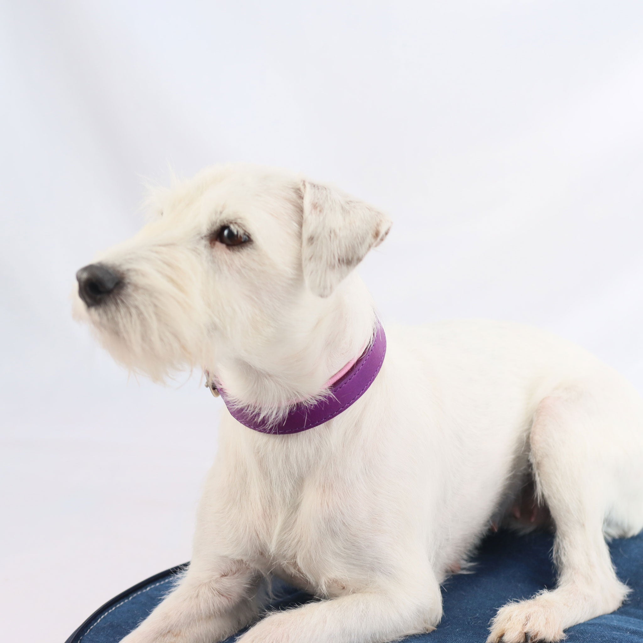 nahaufnahme des weissen hundes mit dem lilafarbenen, handgefertigten Hundehalsband aus Fettleder